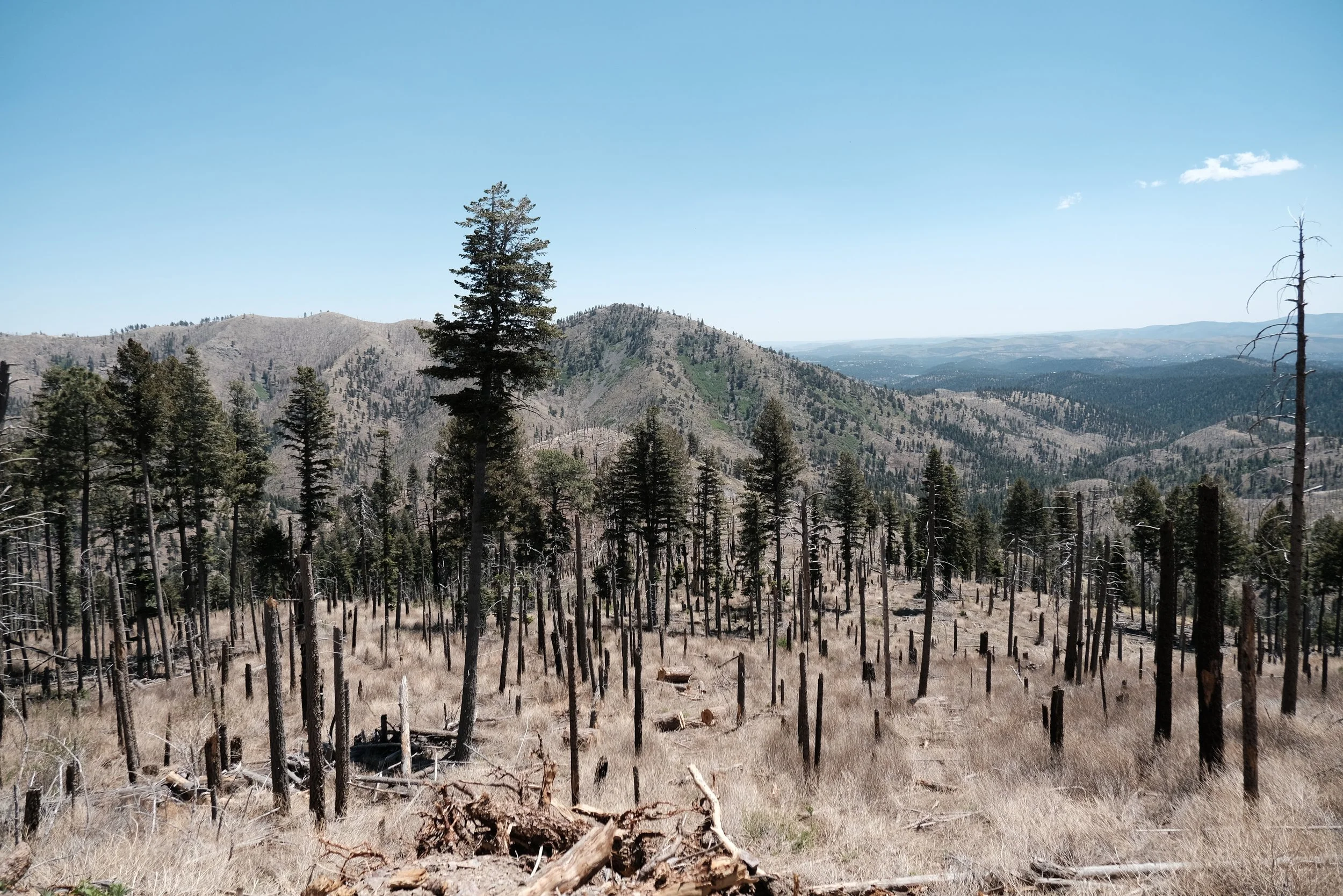 A mountainous landscape with numerous trees, some of which are charred or fallen, indicating a recent fire. The sky is clear and blue.