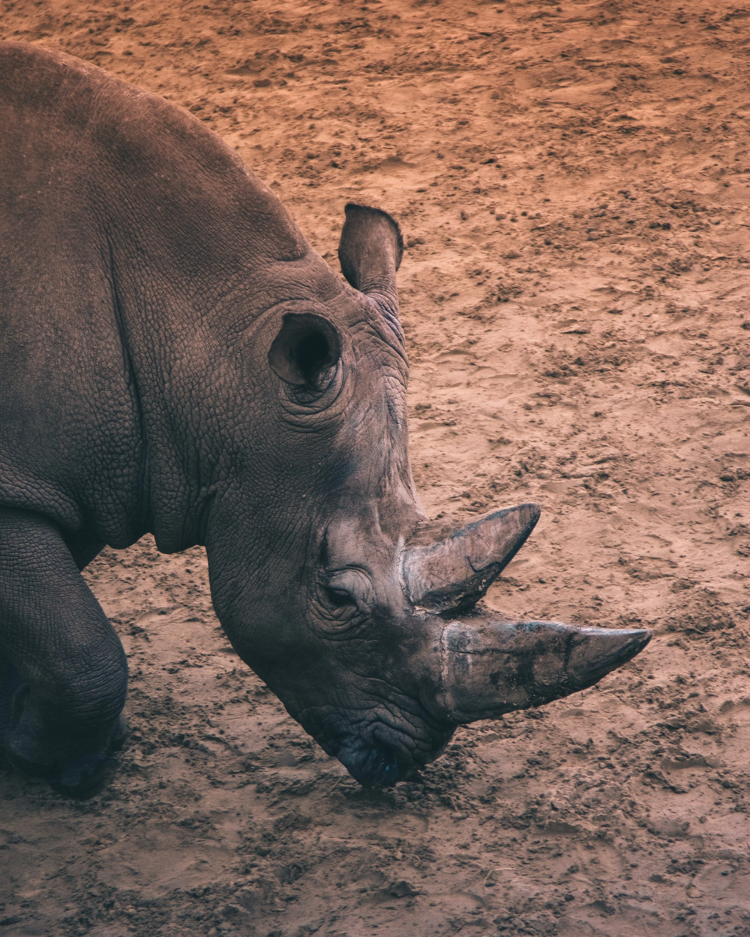 Rhino
