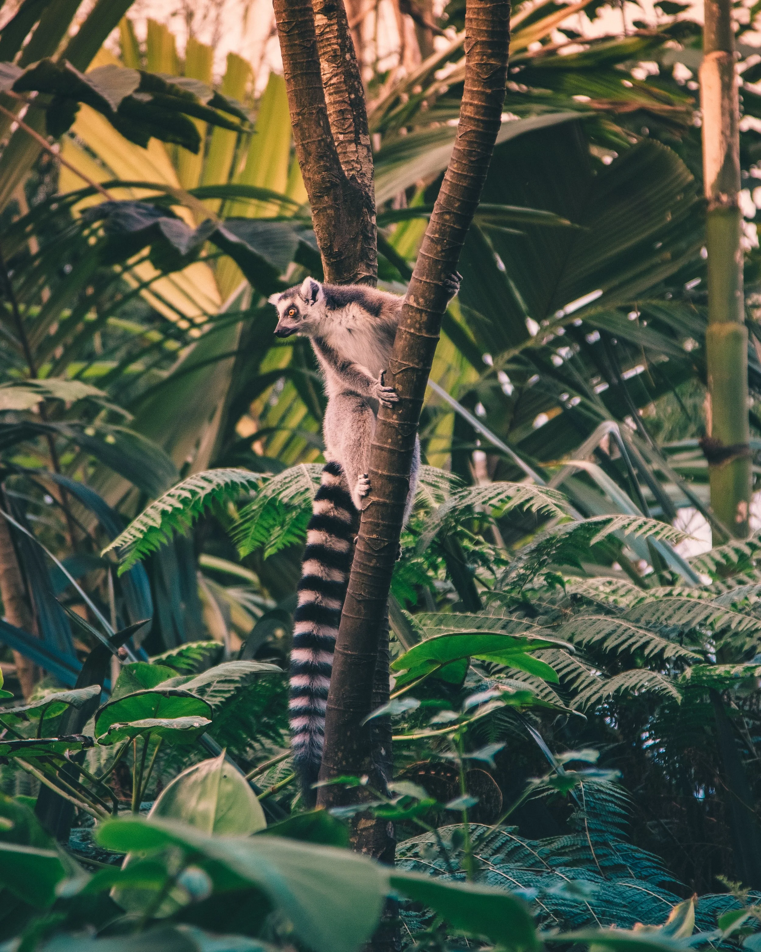 Zoboomafoo
