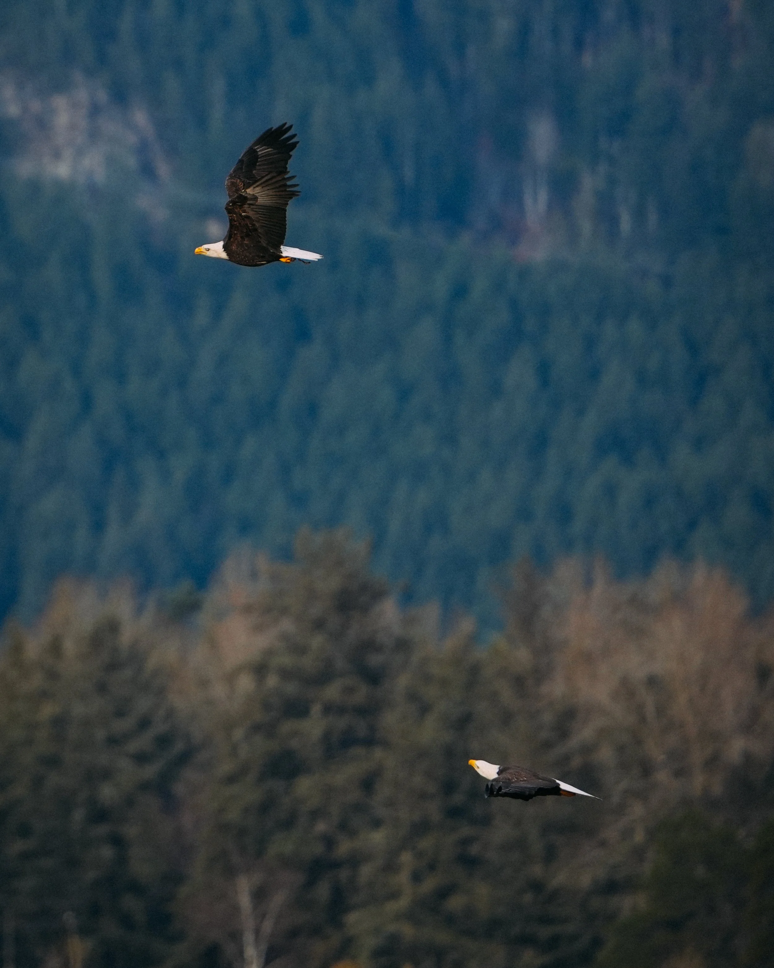 Bald Eagles