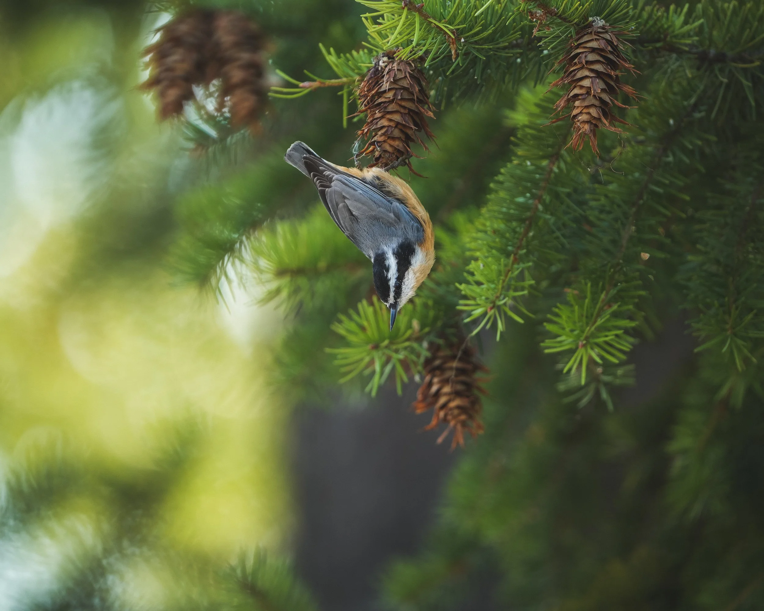 Nuthatch