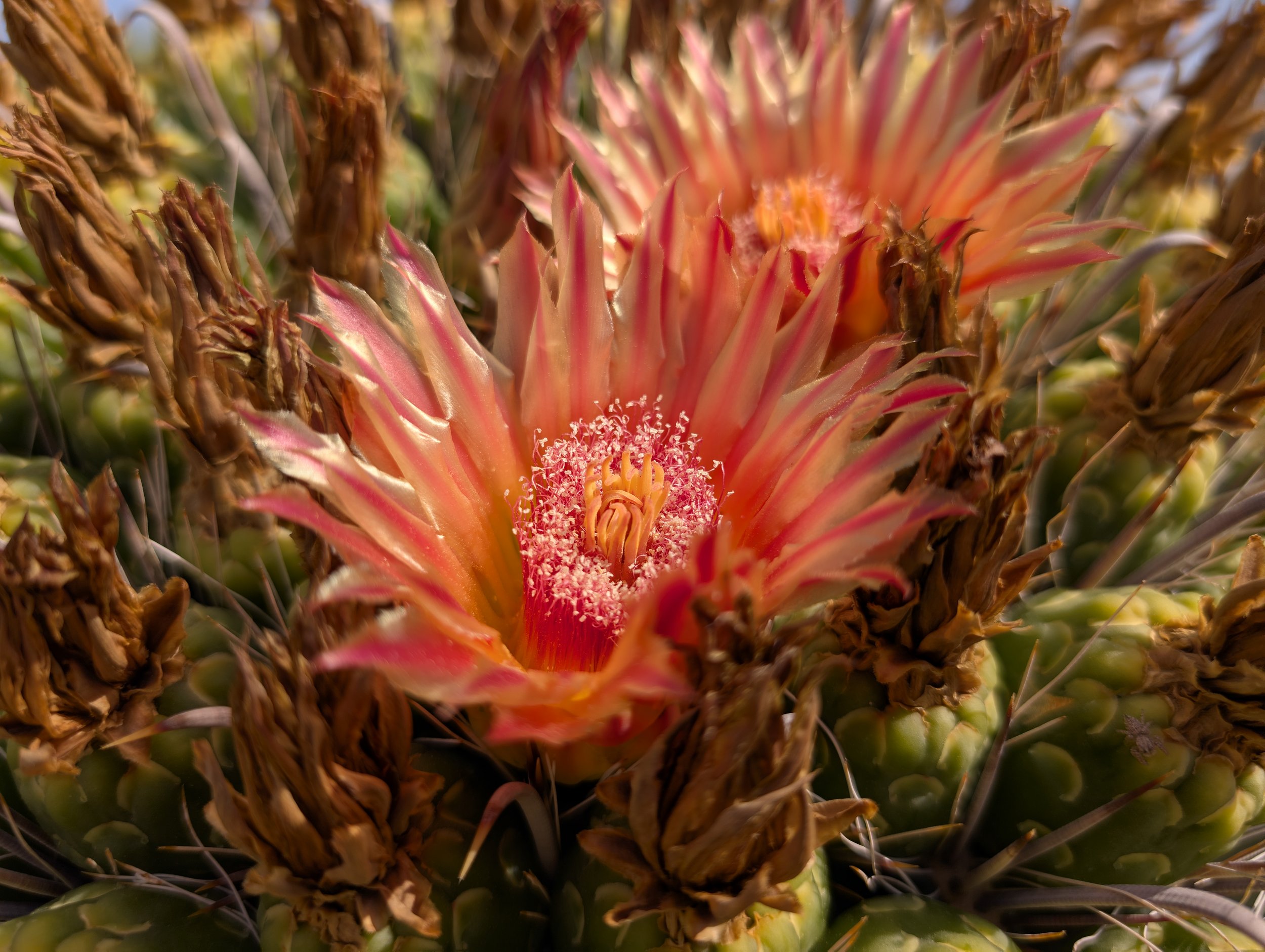 It’s not just you: Arizona’s plants are tired of this extreme heat, too