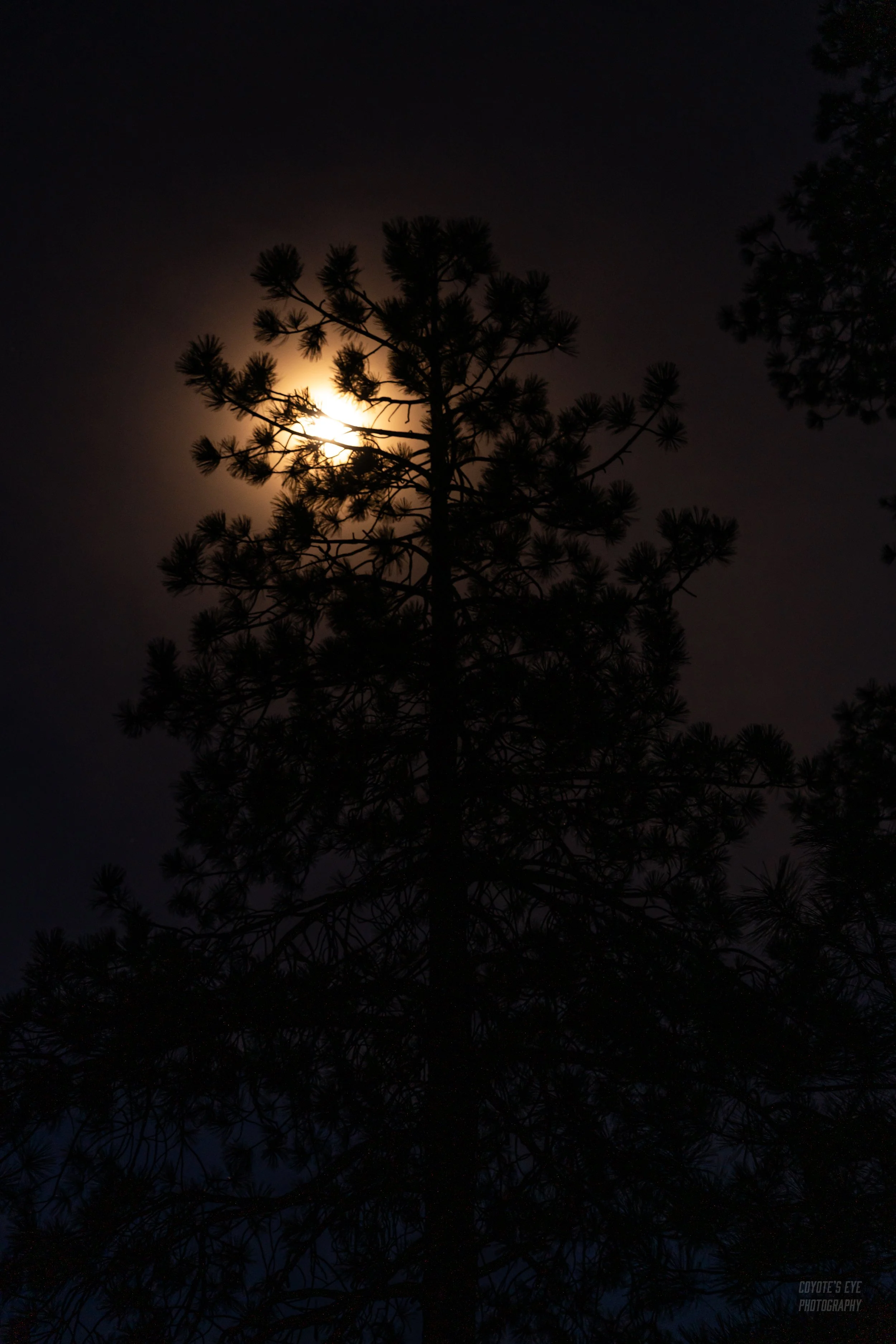 Second Stop: Mogollon Rim (The Last of Arizona Part 3)