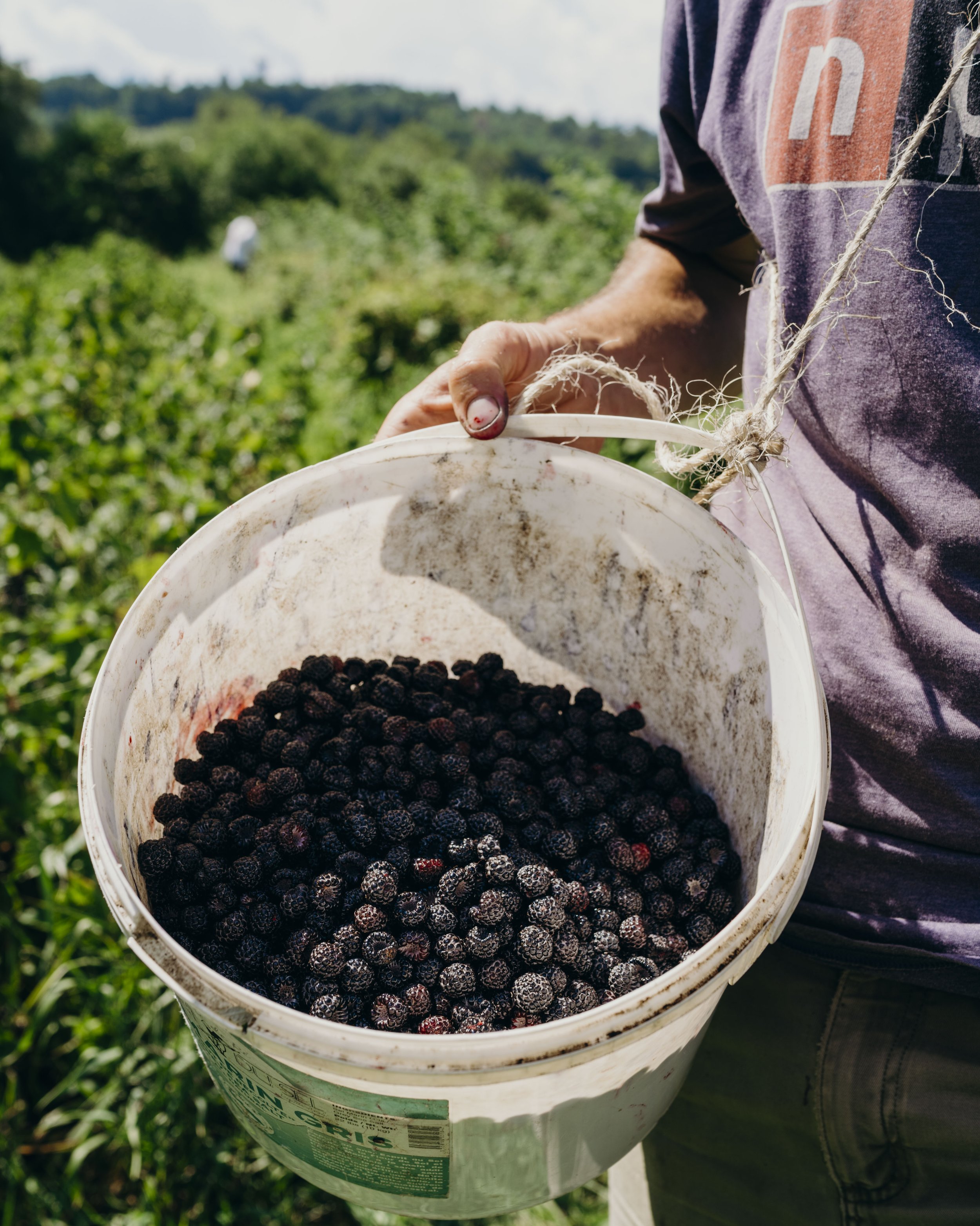 blackberries in a bucket post harvest