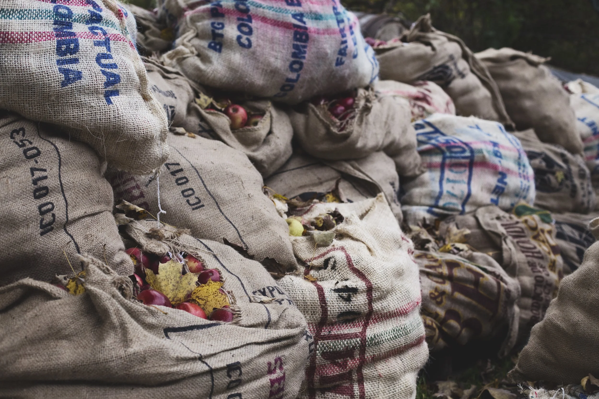 tons of apples post harvest in burlap sacks