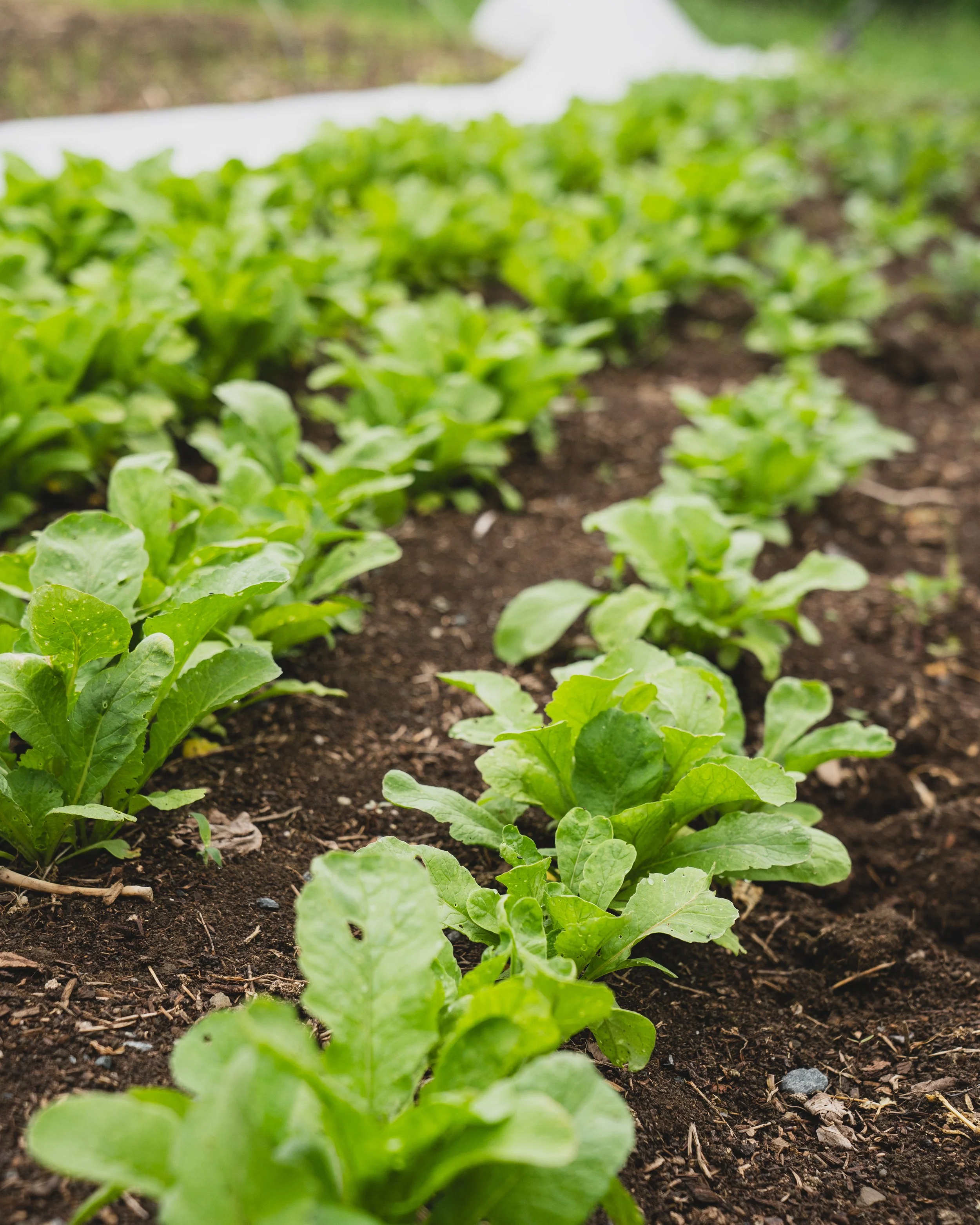 fable vegetable garden