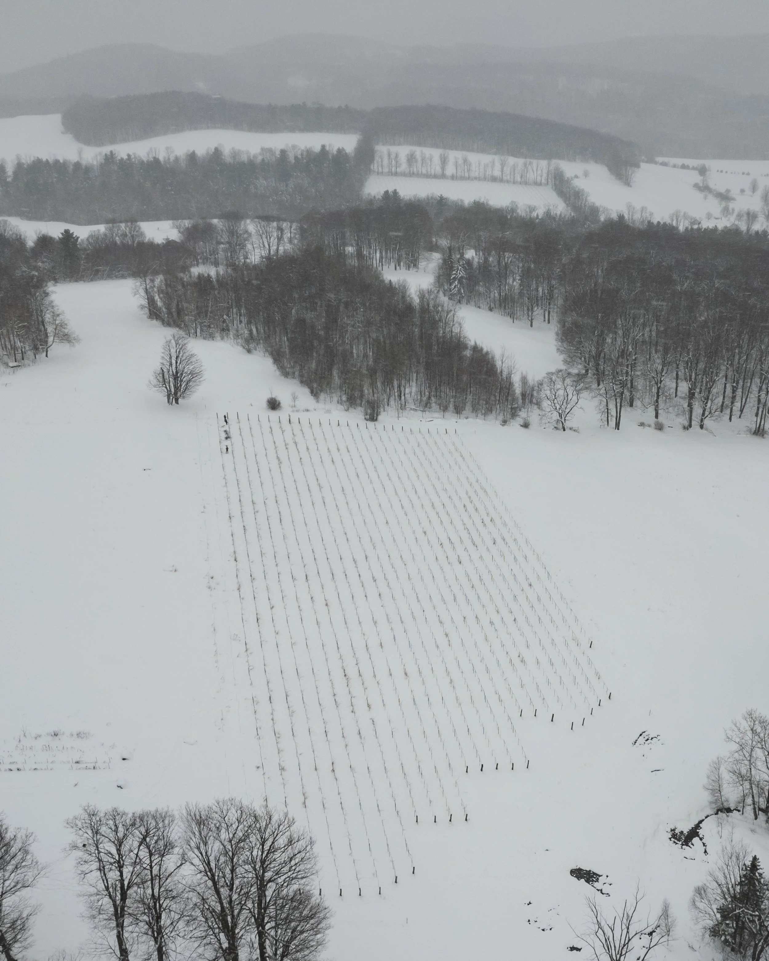 A snow-covered landscape with a grid of planted rows in the foreground, surrounded by leafless trees and rolling hills in the background during winter.