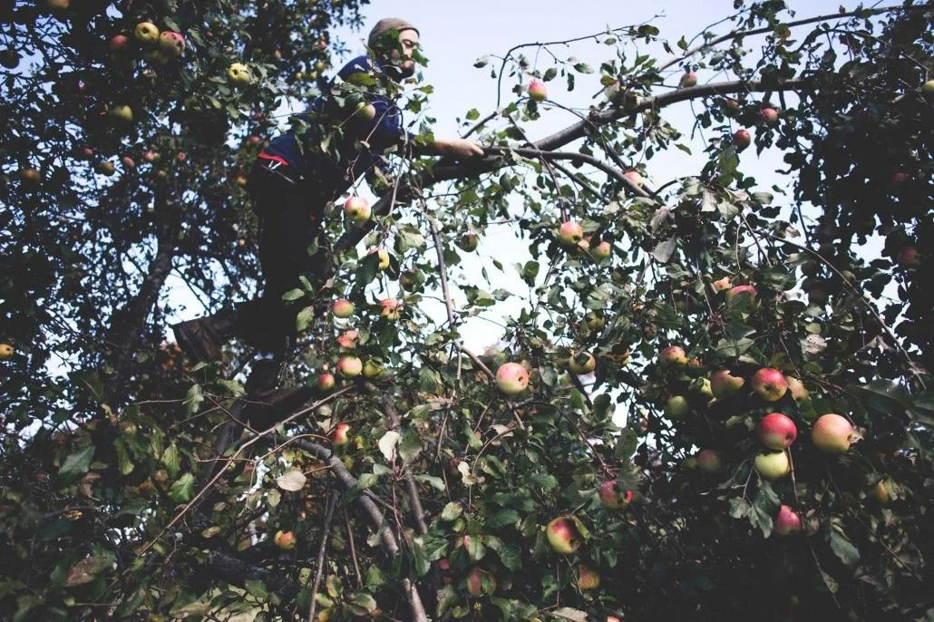 chris shaking apples from a tree