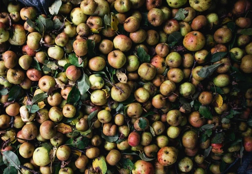 variety of apples resting before a wash
