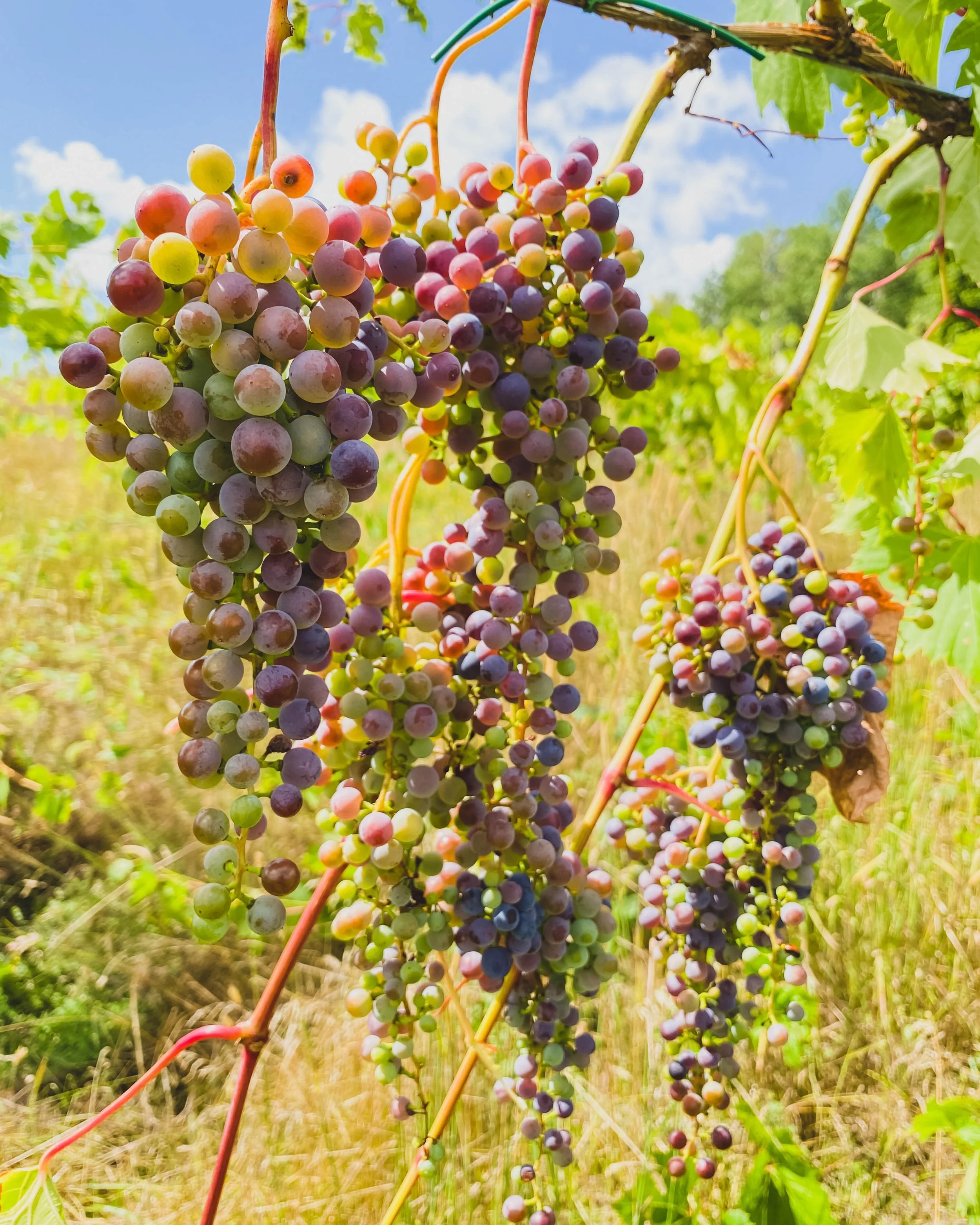grapes ready for harvest