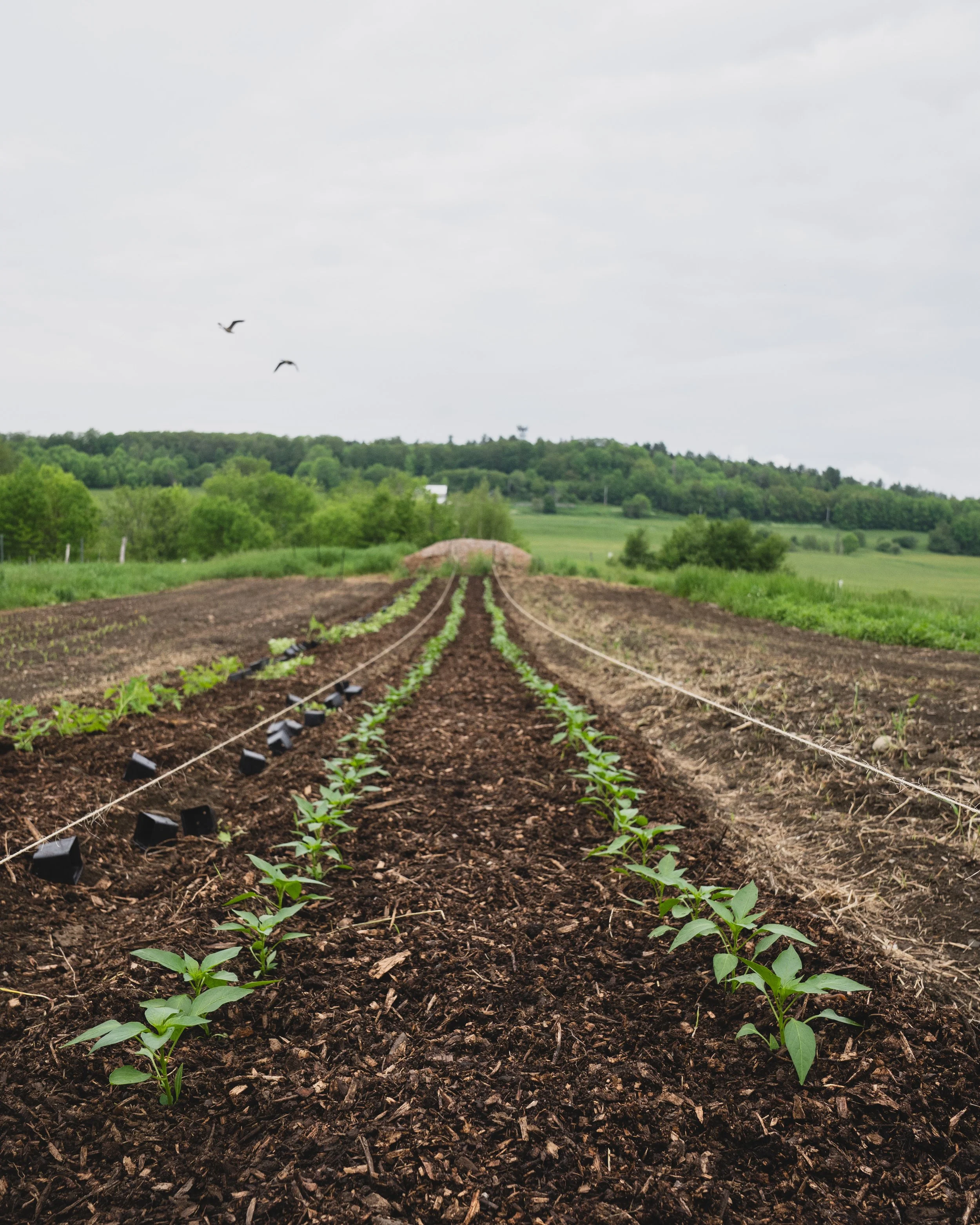 spring planting new crops for the summer farming season