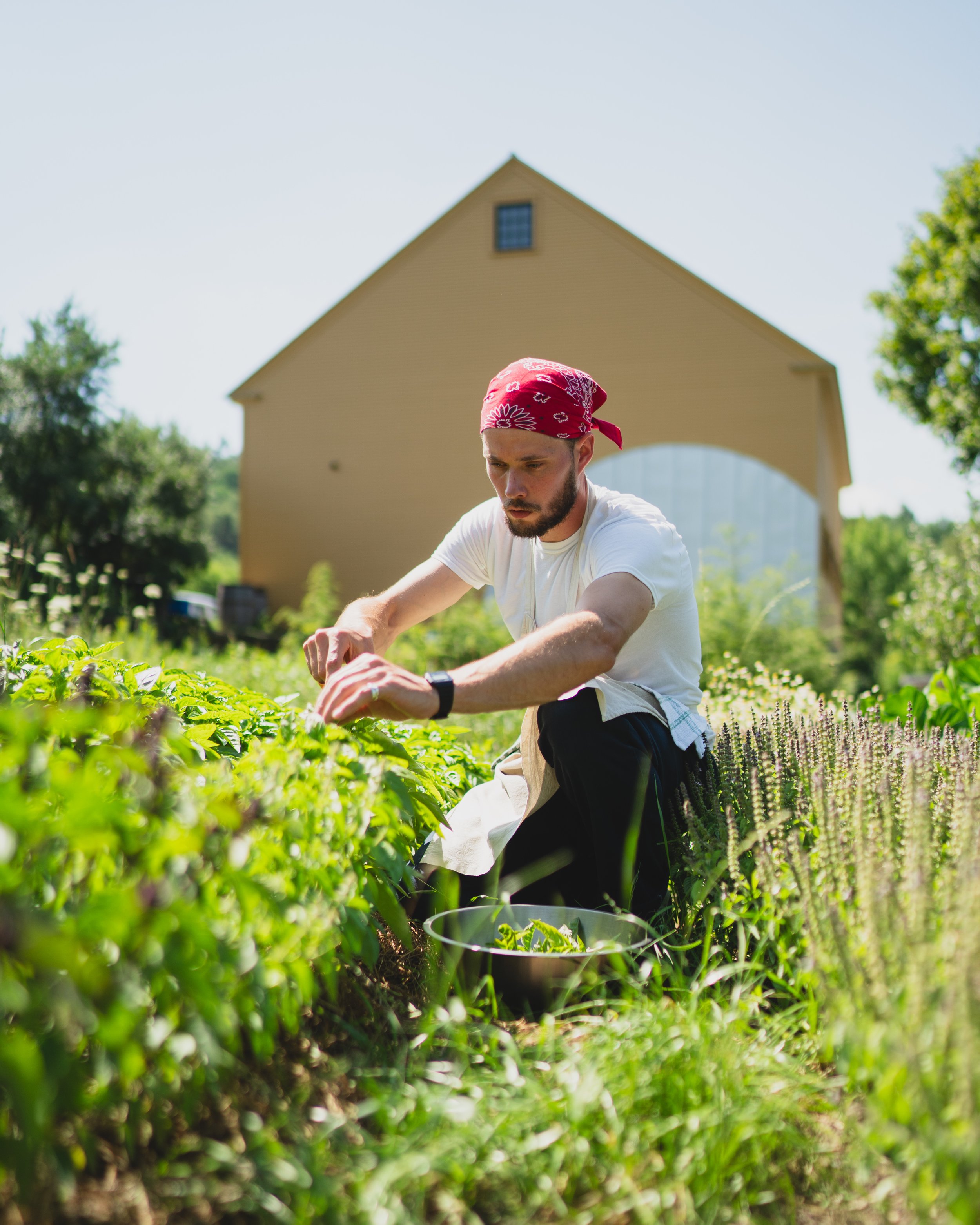 one of our chef interns picking salad greens 
