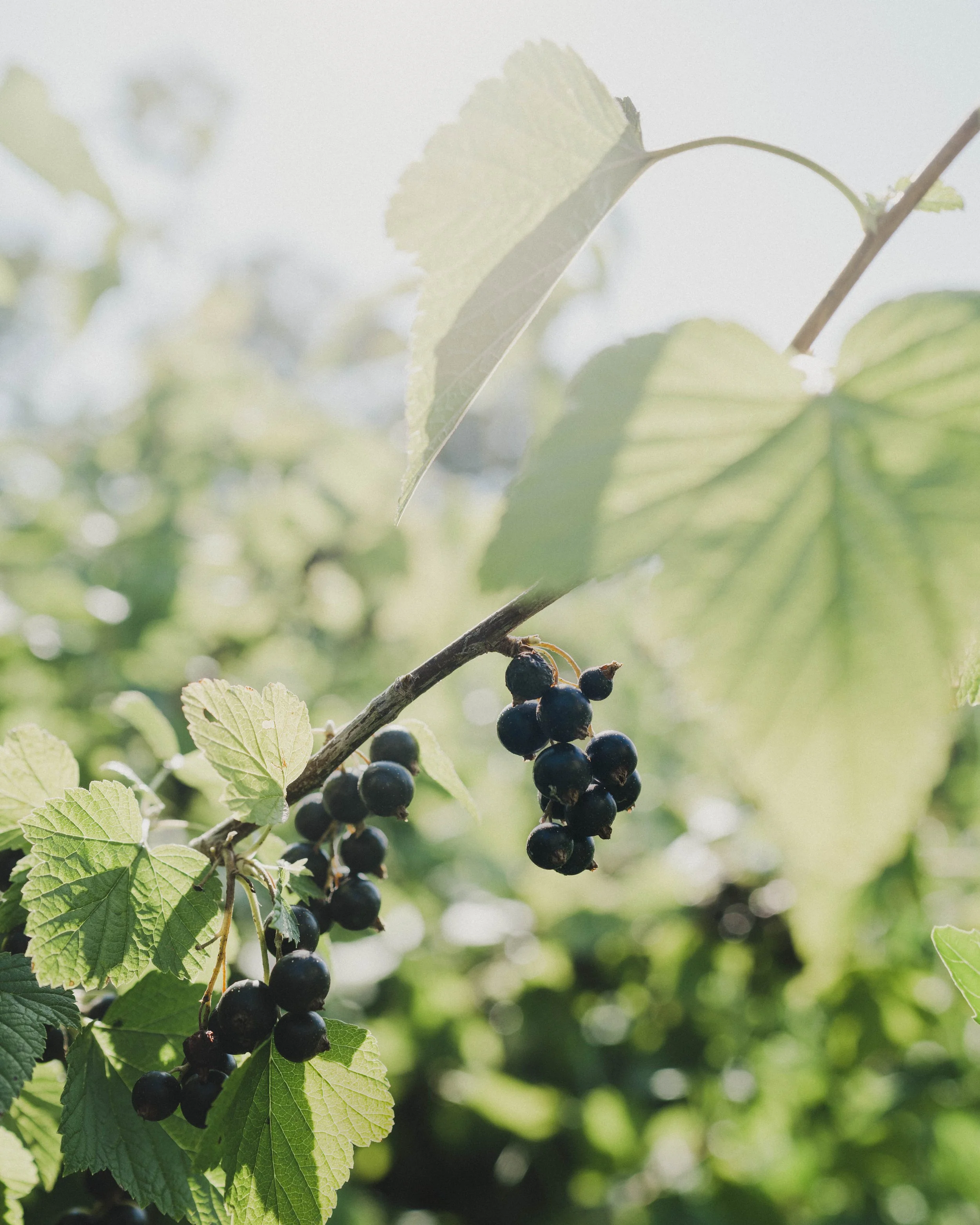 grapes before harvest