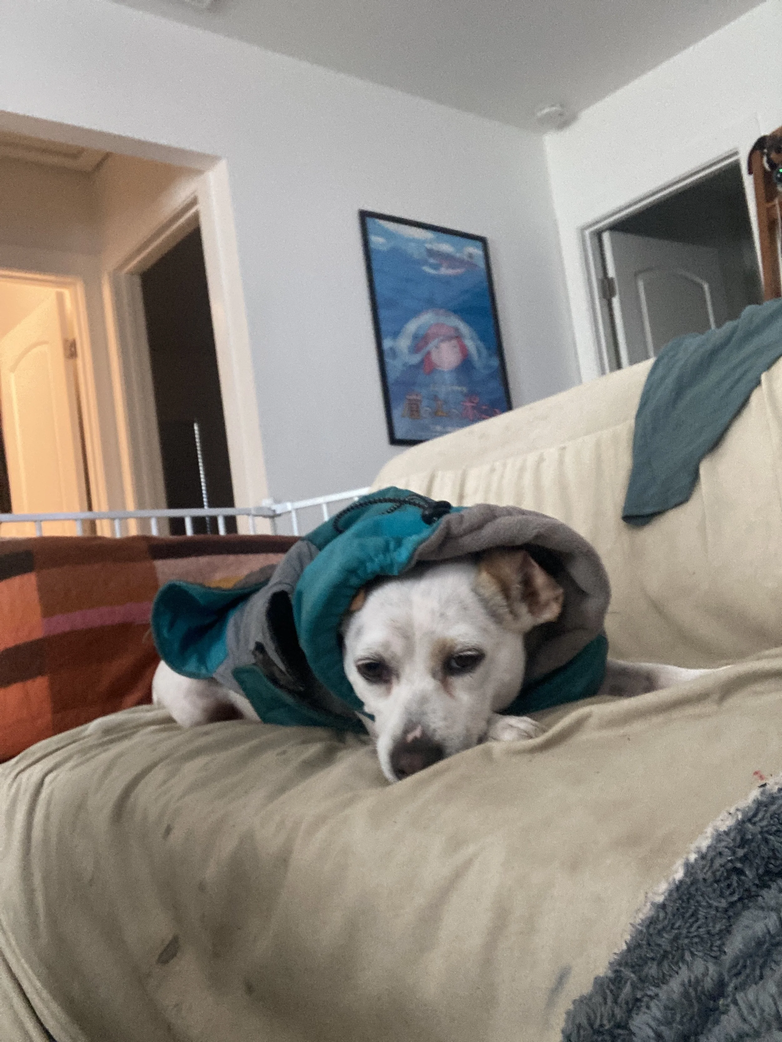 Does your dog have separation anxiety?