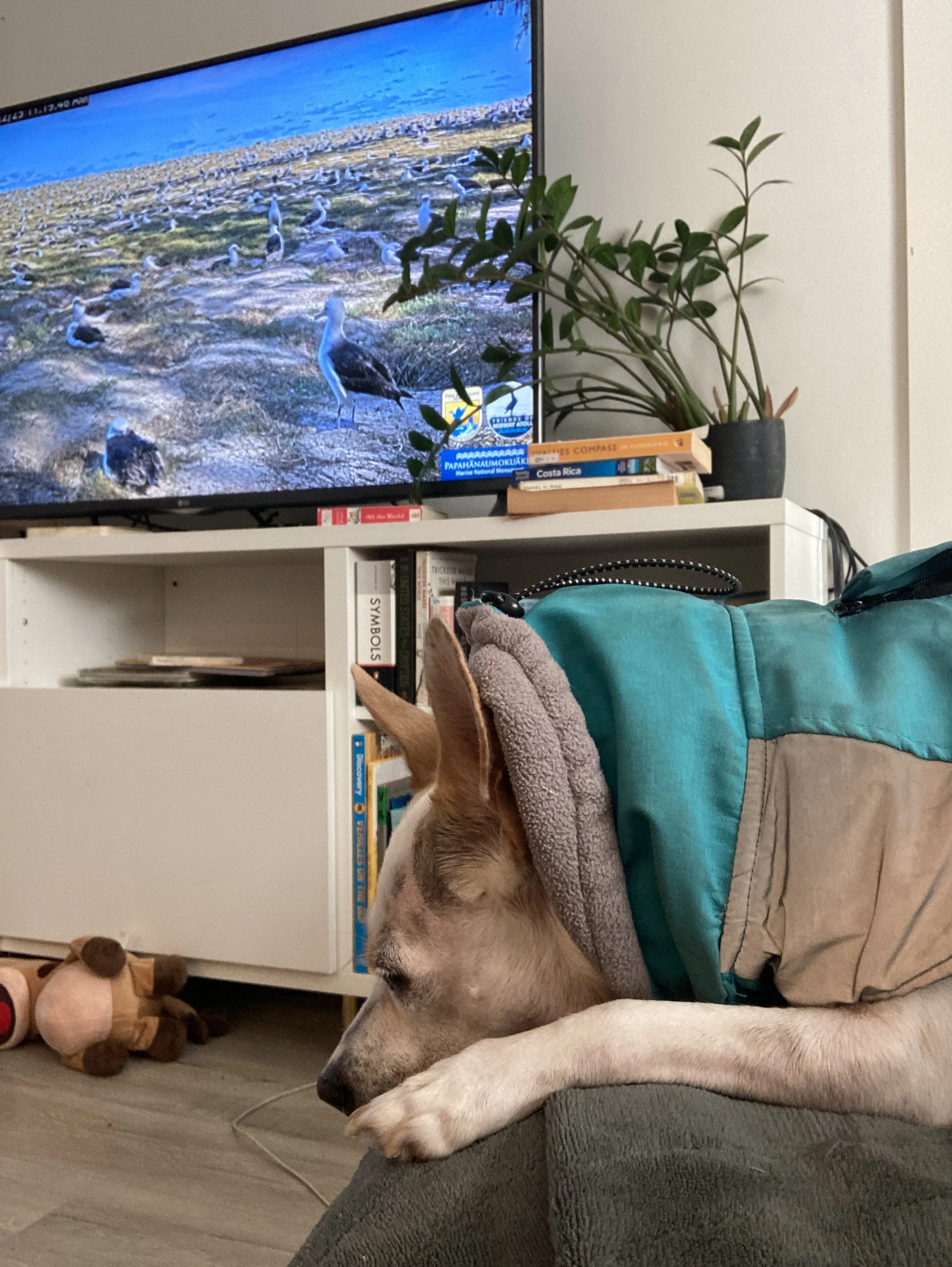 Is ChatGPT trustworthy for dog training advice? 