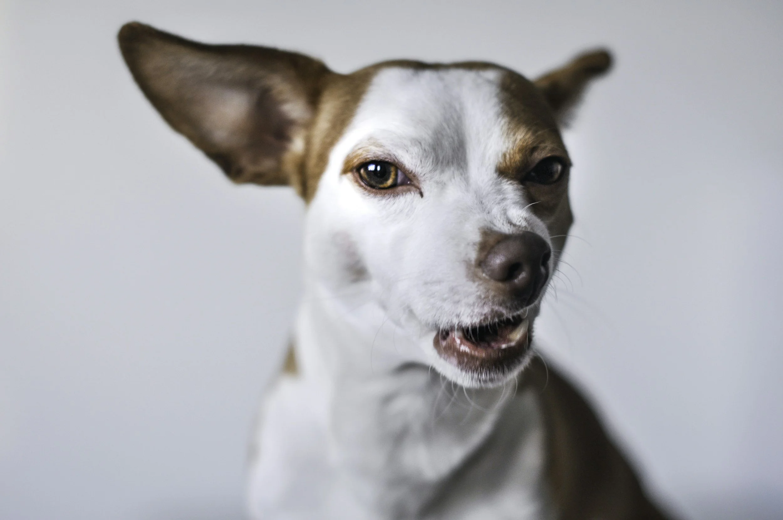 How to honor your dog’s “no”