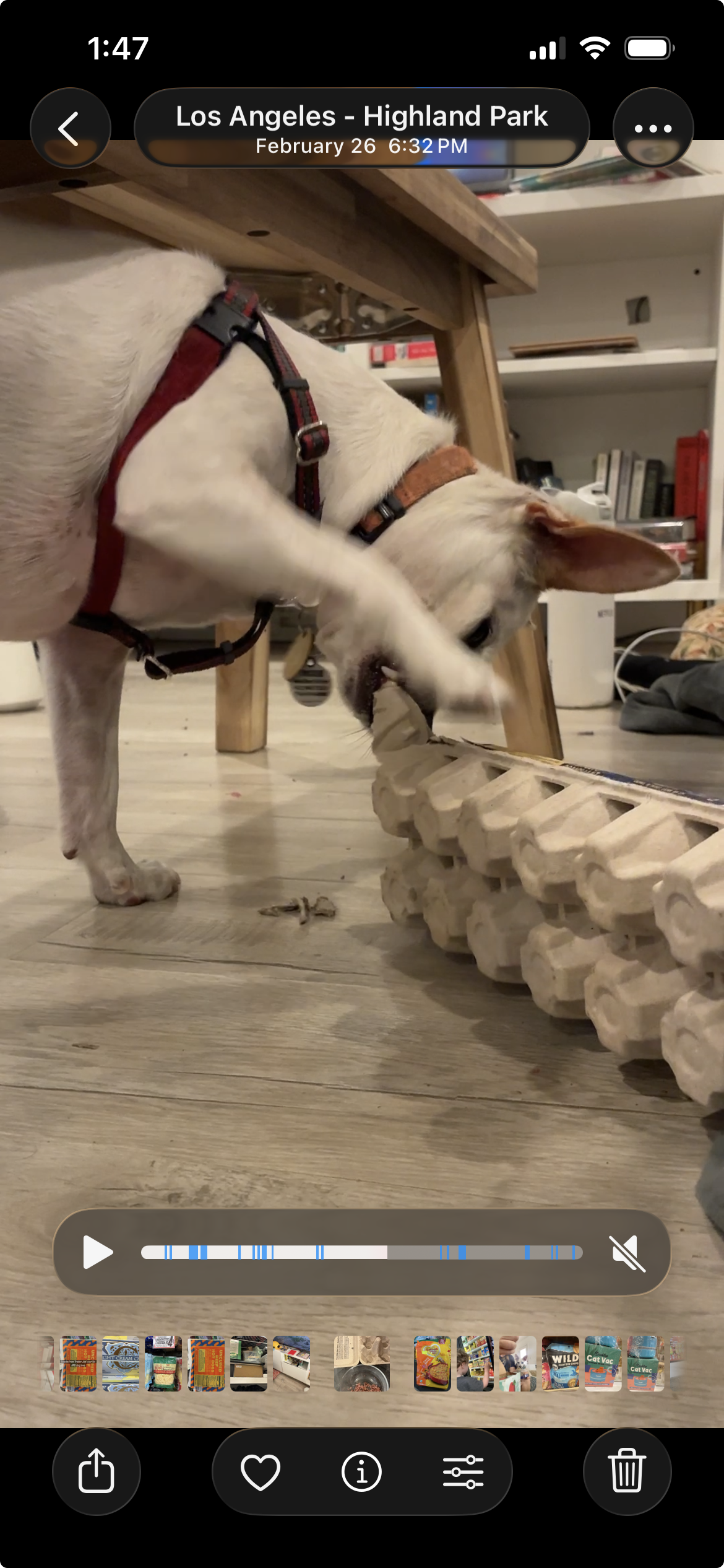 A dog enrichment toy I would buy over and over again