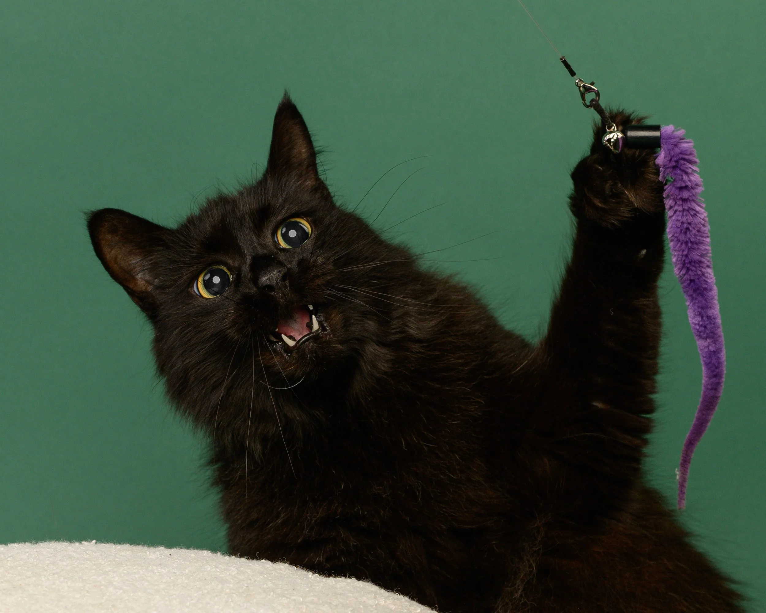 Black kitten playing with a purple feather toy on a green background.