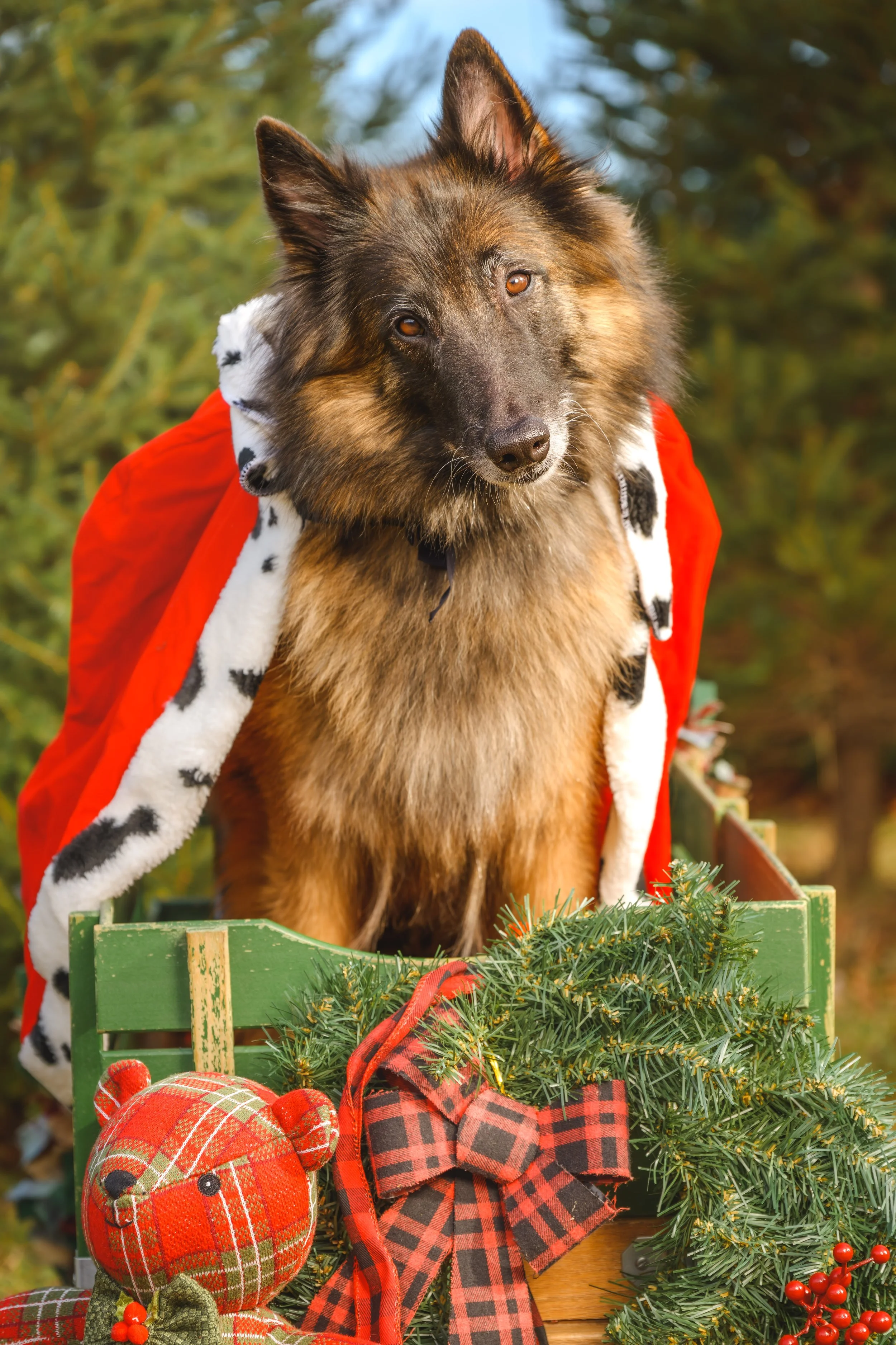German shepherd dog wearing a red Santa coat with a white fur collar, sitting in a decorated wooden crate with holiday ornaments and greenery.