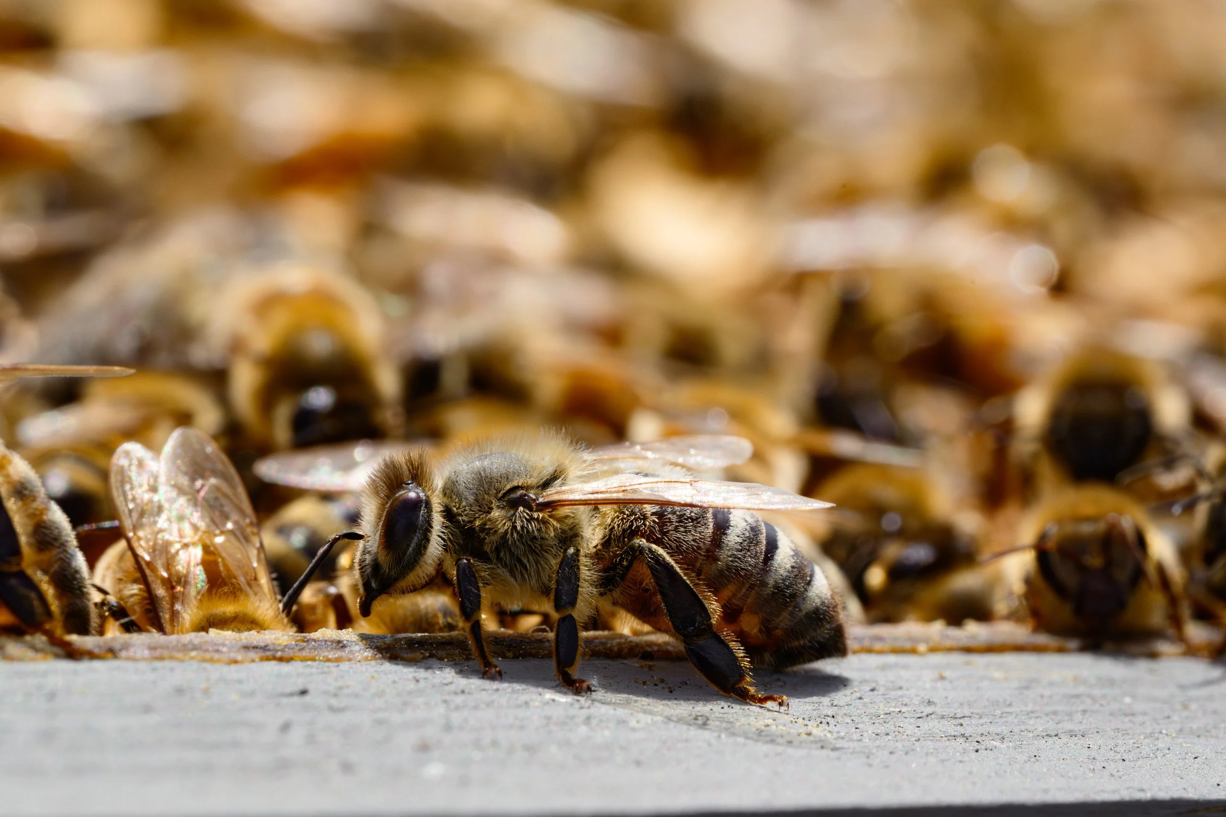 Close-up of a honey bee on a hive surface surrounded by many other bees.