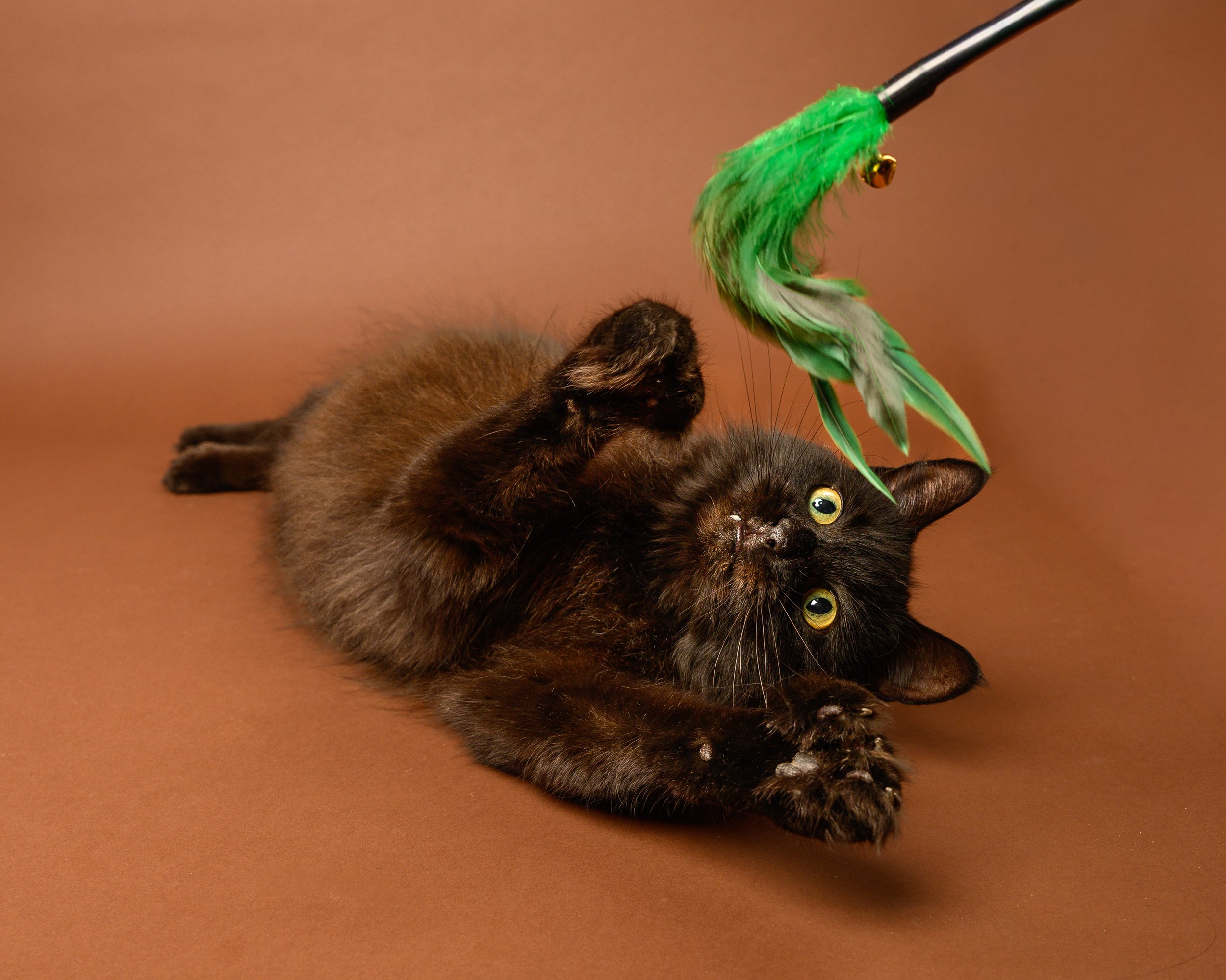 A black cat lying on its back on a brown surface, playing with a green feathered toy attached to a black stick.