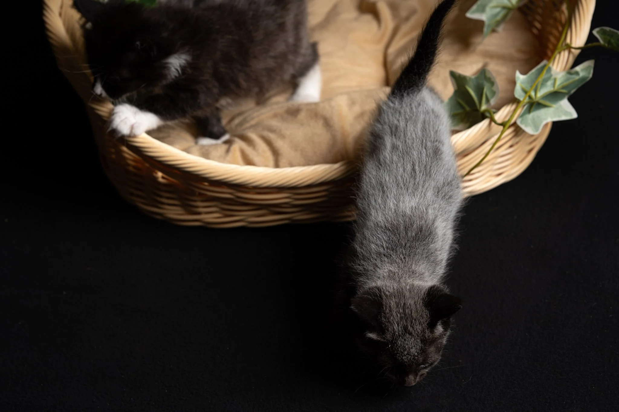 A black and white cat sitting inside a wicker pet bed with beige lining, next to a gray kitten walking on a black surface, with decorative green leaves on the edge of the bed.