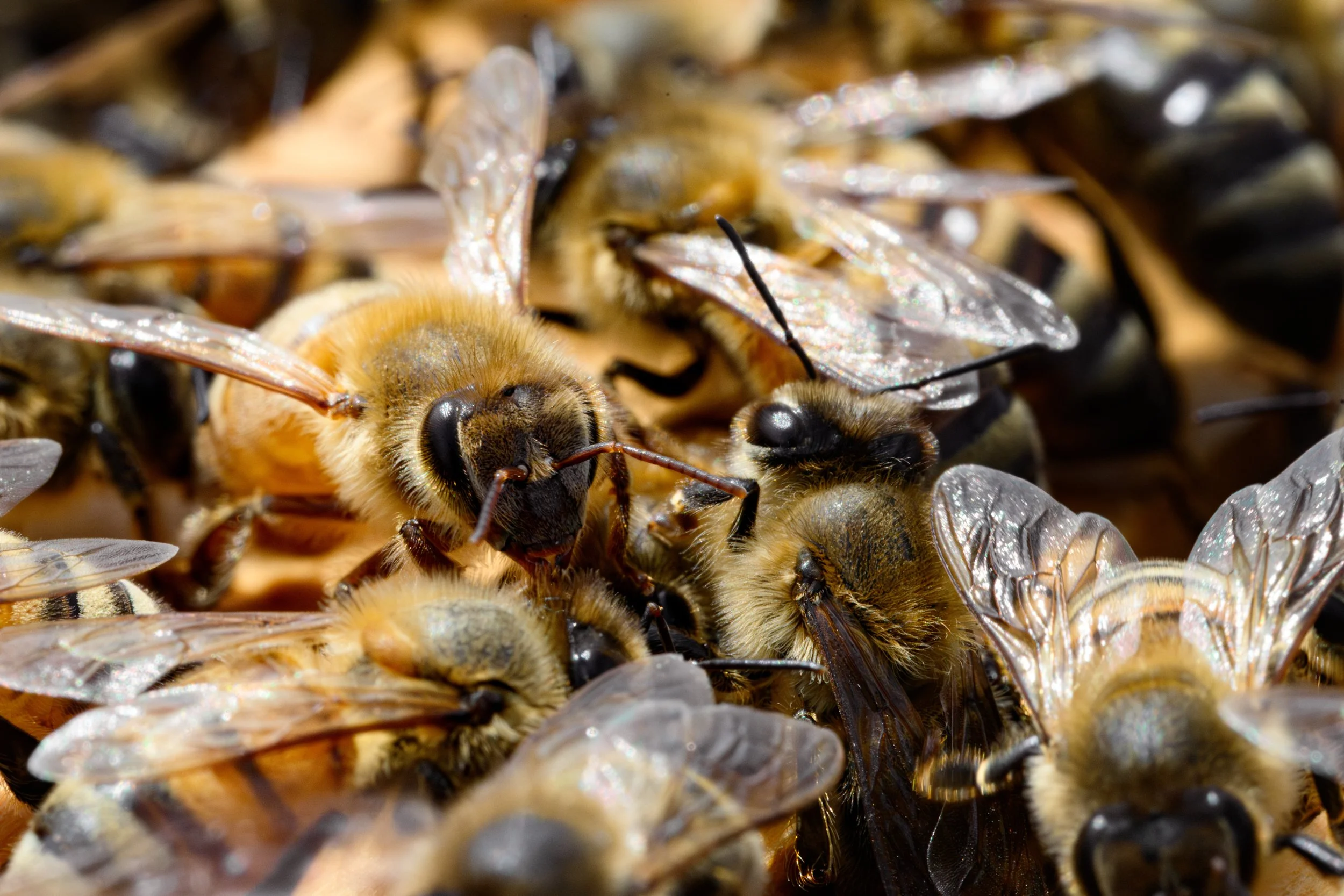 Close-up of honey bees clustered together, some with wings extended and some with wings folded.