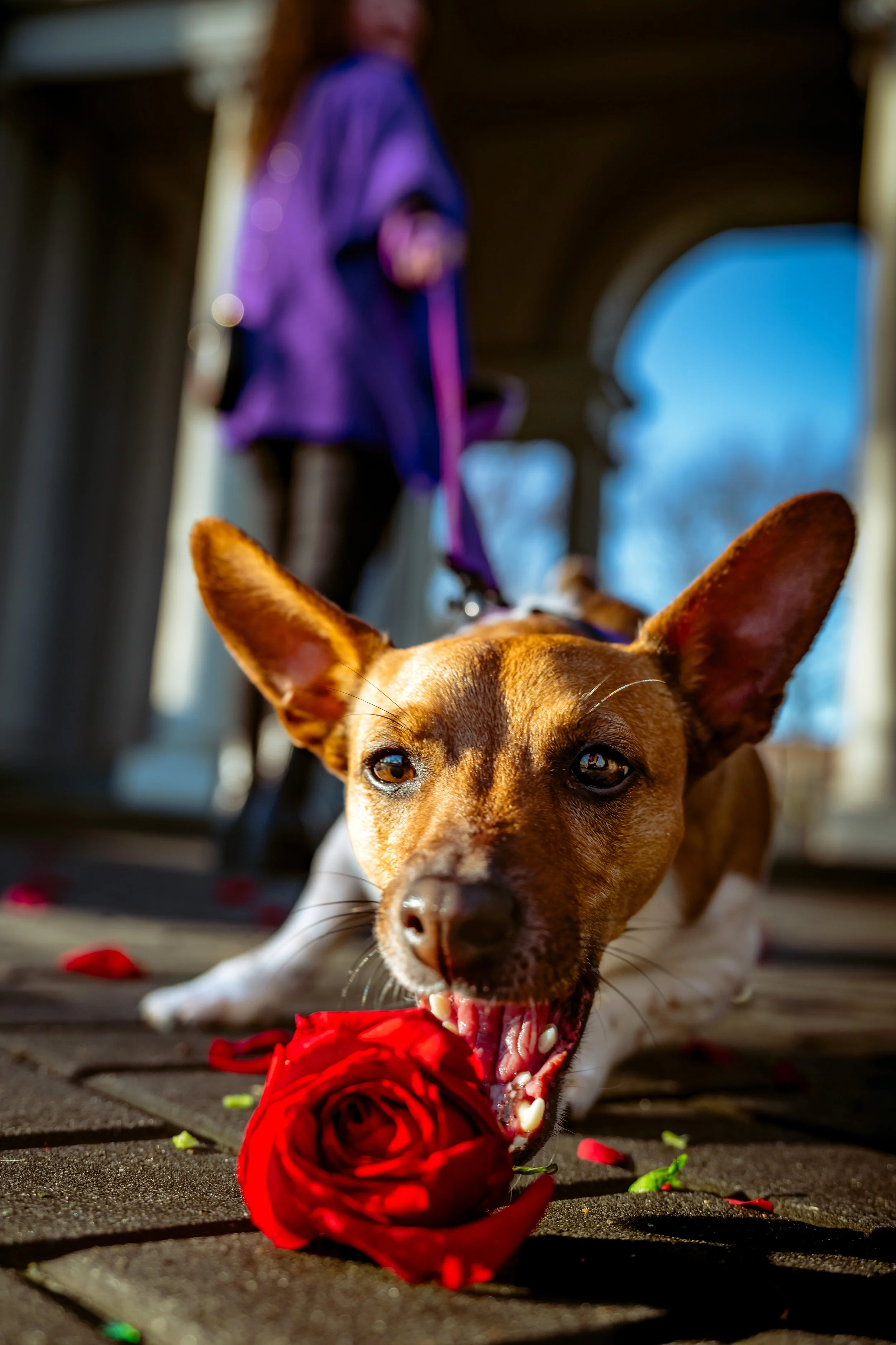 A brown and white dog biting a red rose on the ground, with a person in a purple jacket and black pants standing in the background.