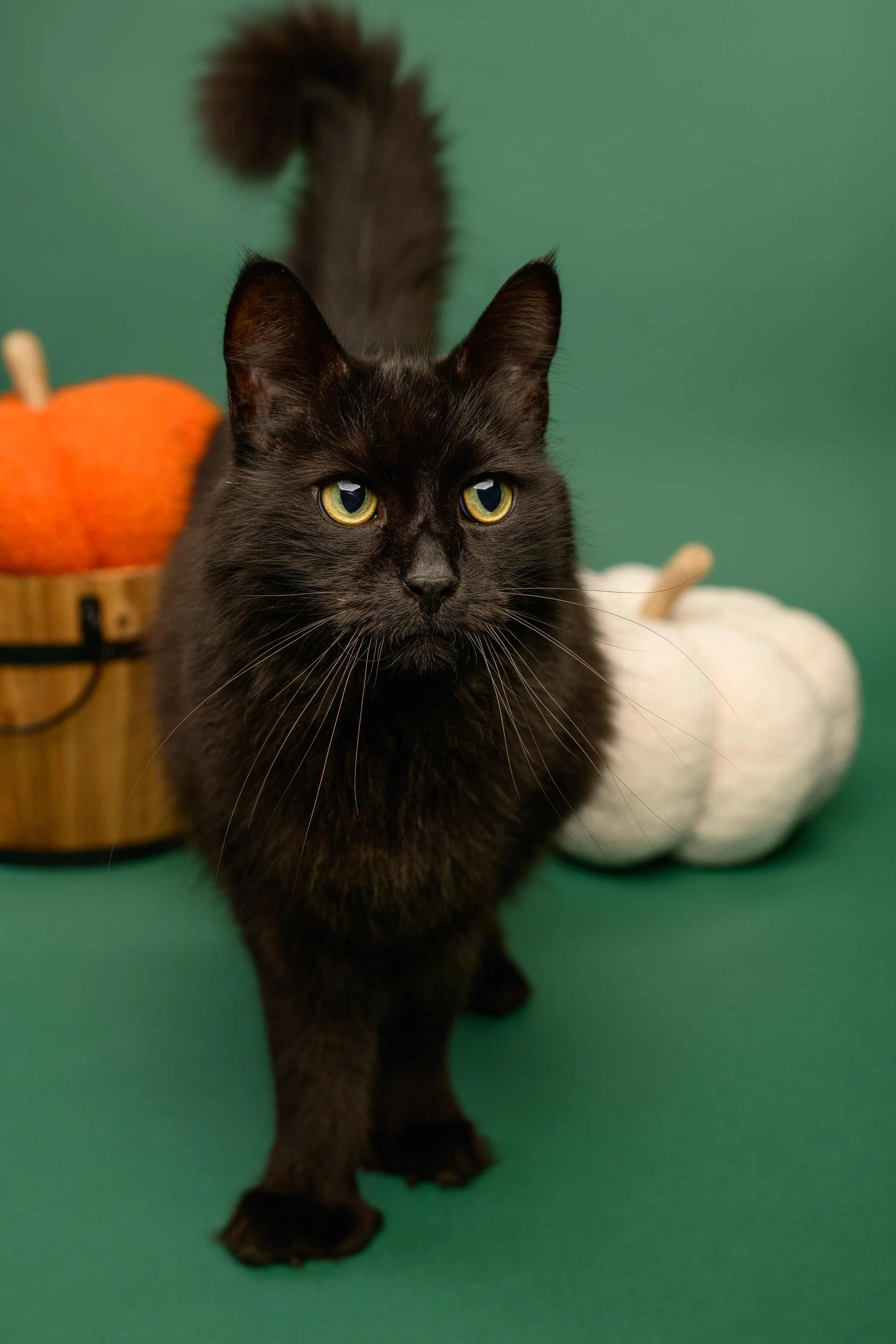 Black cat with yellow eyes standing on green background, with a white pumpkin and a basket with an orange pumpkin in the background.