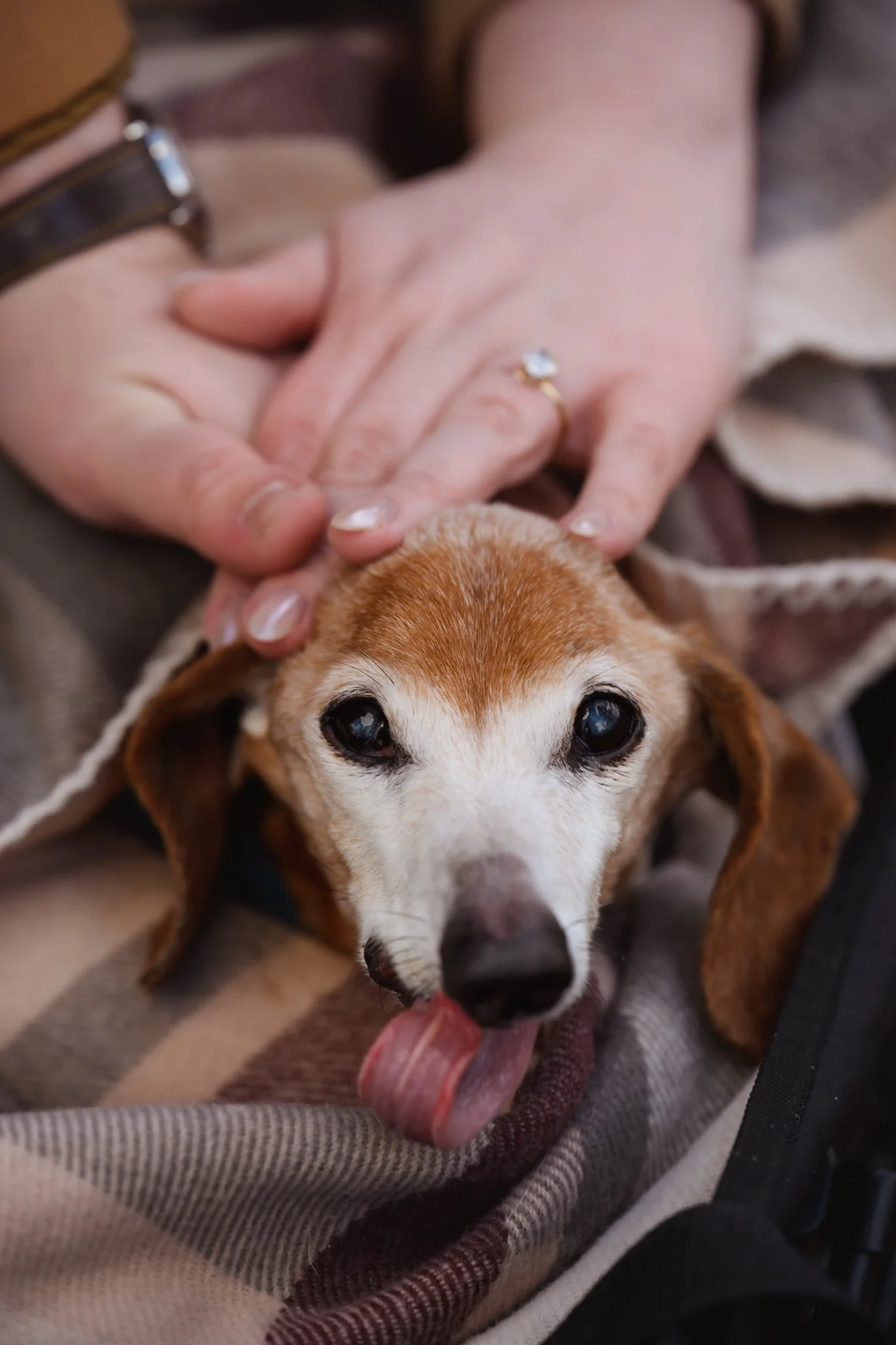 Person petting a small brown and white dog on the head with their fingers, dog licking its nose, blurred plaid blanket and person's arm in the background.