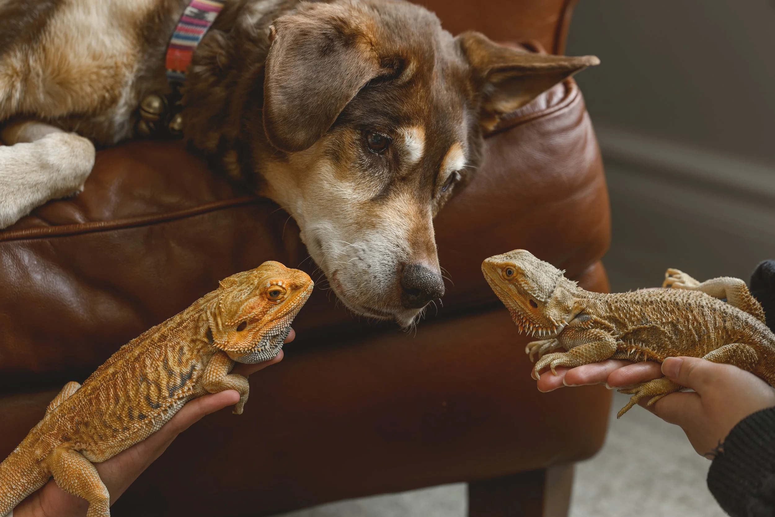 A dog and two bearded dragons being held by two people facing each other indoors.