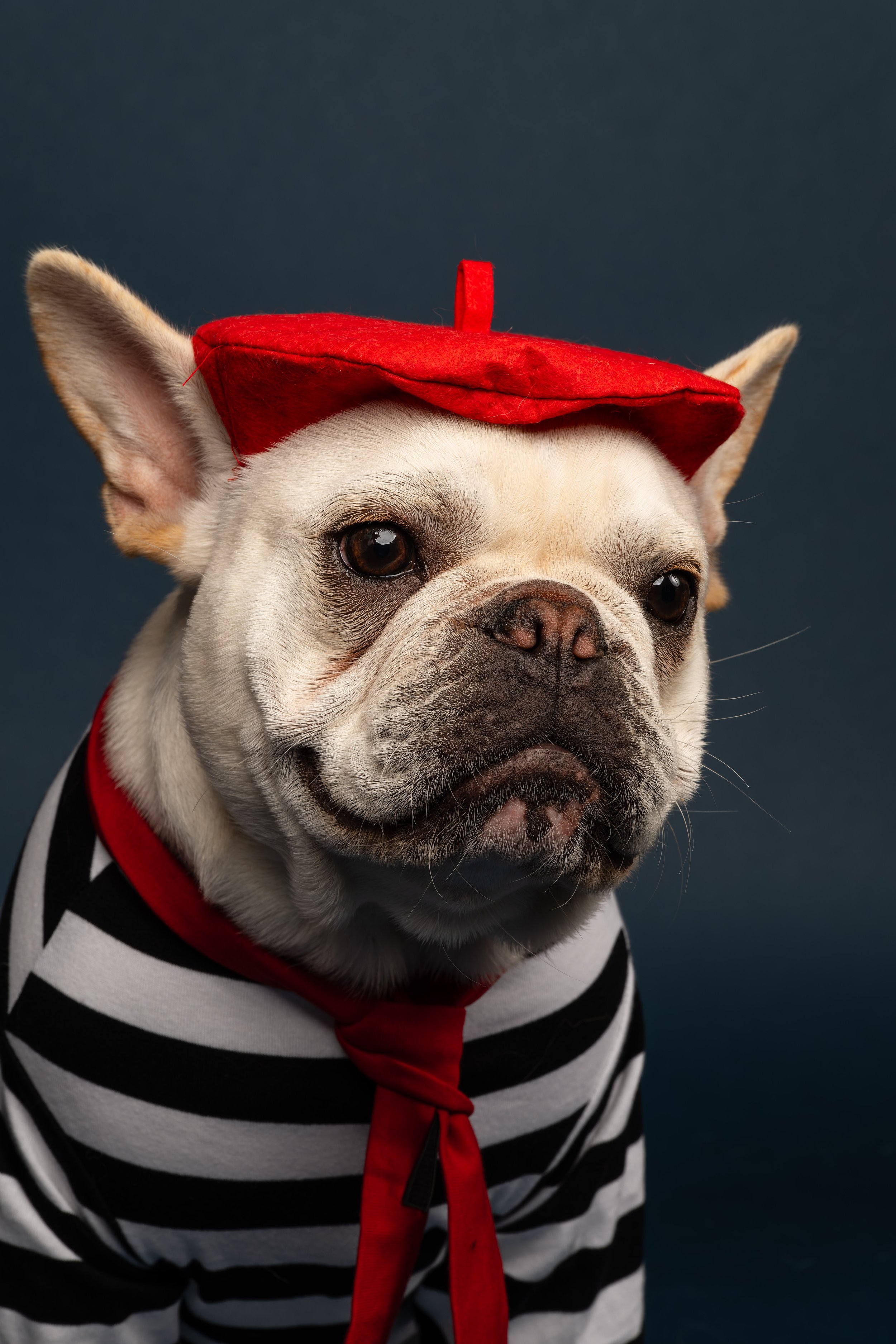 A French bulldog wearing a black and white striped shirt, a red necktie, and a red beret, against a dark background.