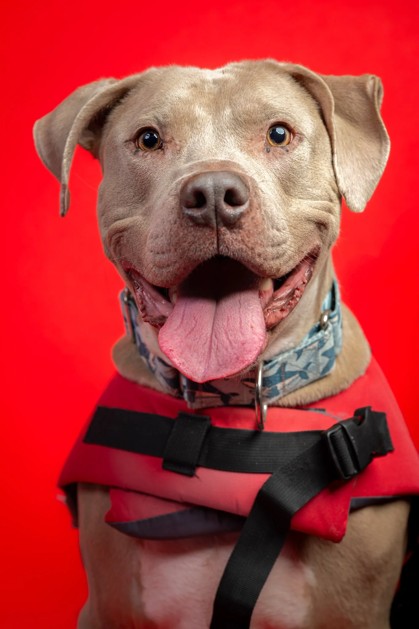 Close-up of a happy, light brown dog with a pink tongue hanging out, wearing a red harness and a collar, against a solid red background.
