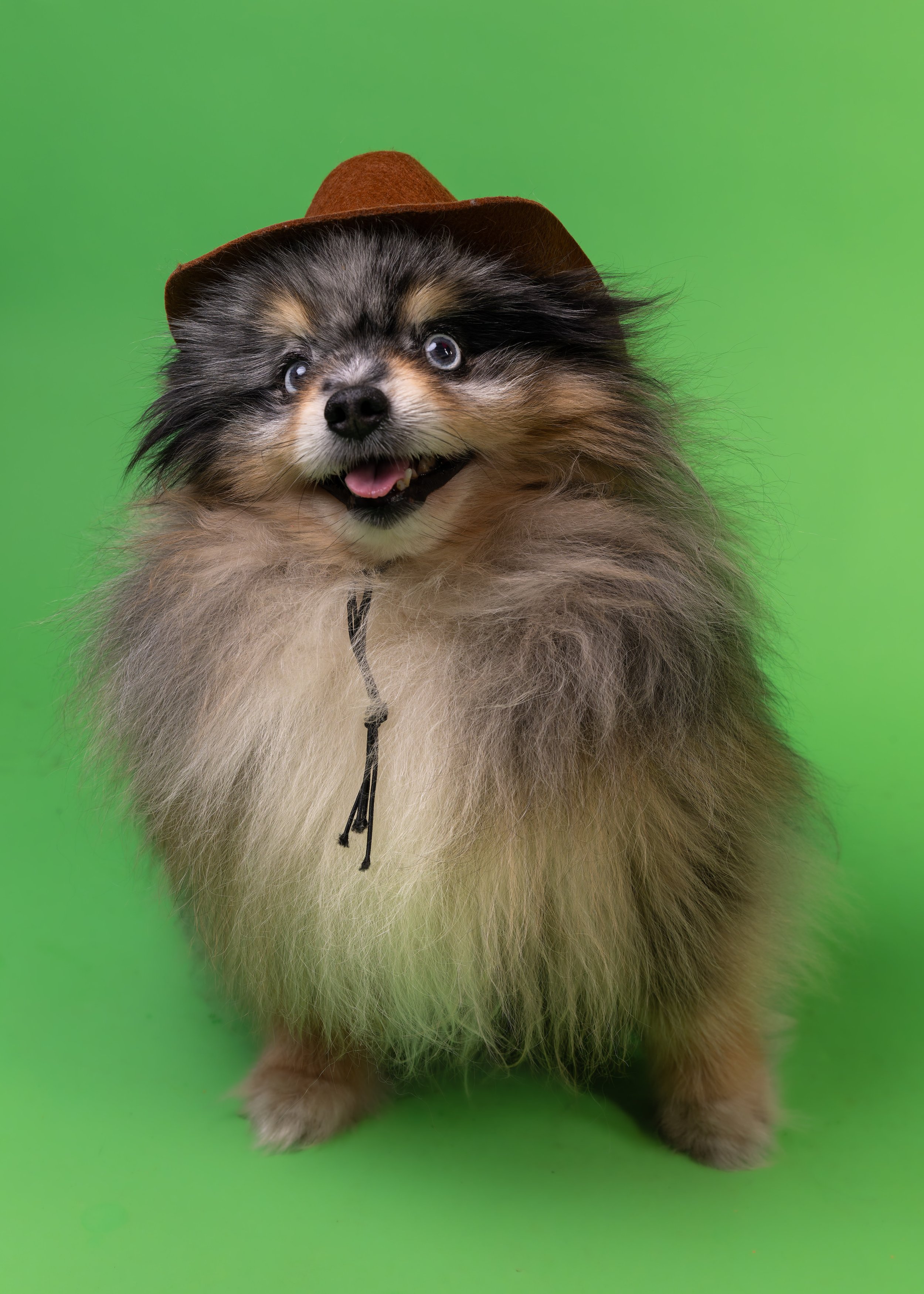 A fluffy dog dressed up with a brown hat, looking cheerful with its tongue slightly out, against a bright green background.