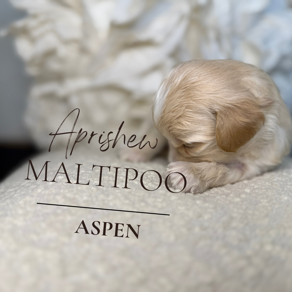 Maltipoo Pup at 3 weeks