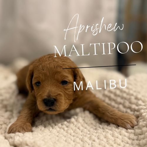 Maltipoo puppy