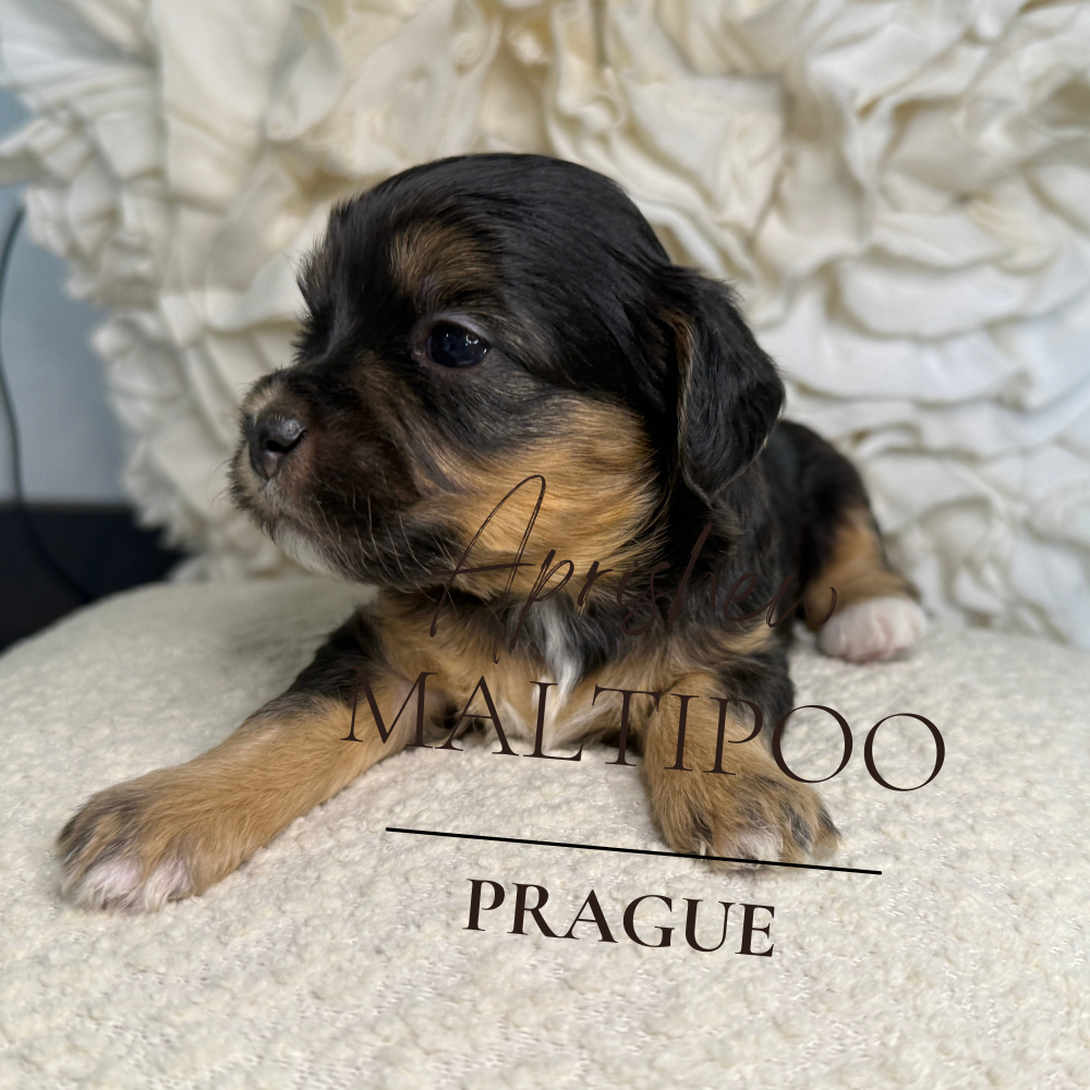 malitpoopuppyadoption