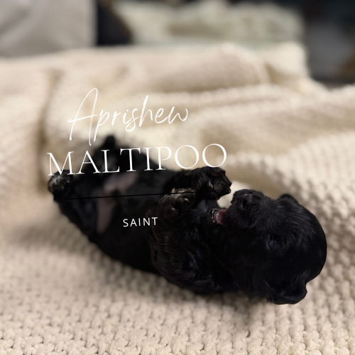maltipoo Noir