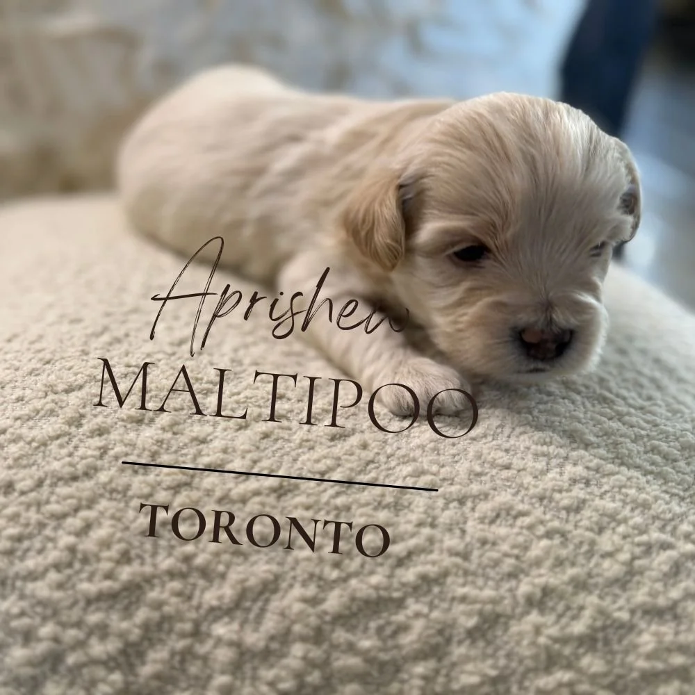 maltipoopuppyadoption