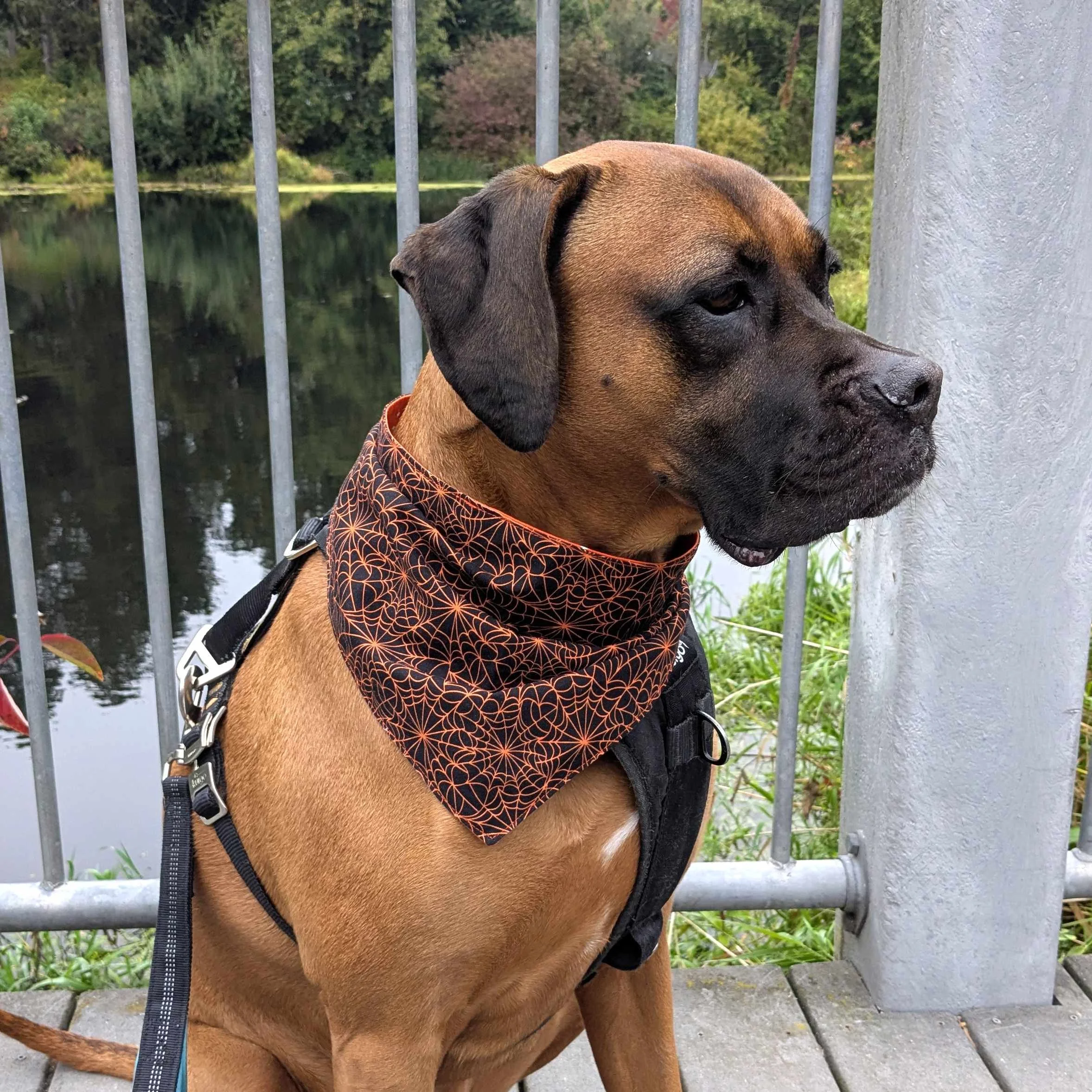 Cotton Pet Bandana - Halloween Spiderwebs