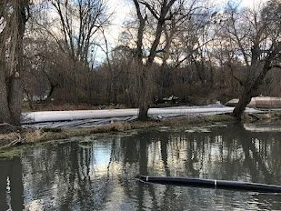 A river with floating logs and trees along the banks, under a partly cloudy sky.