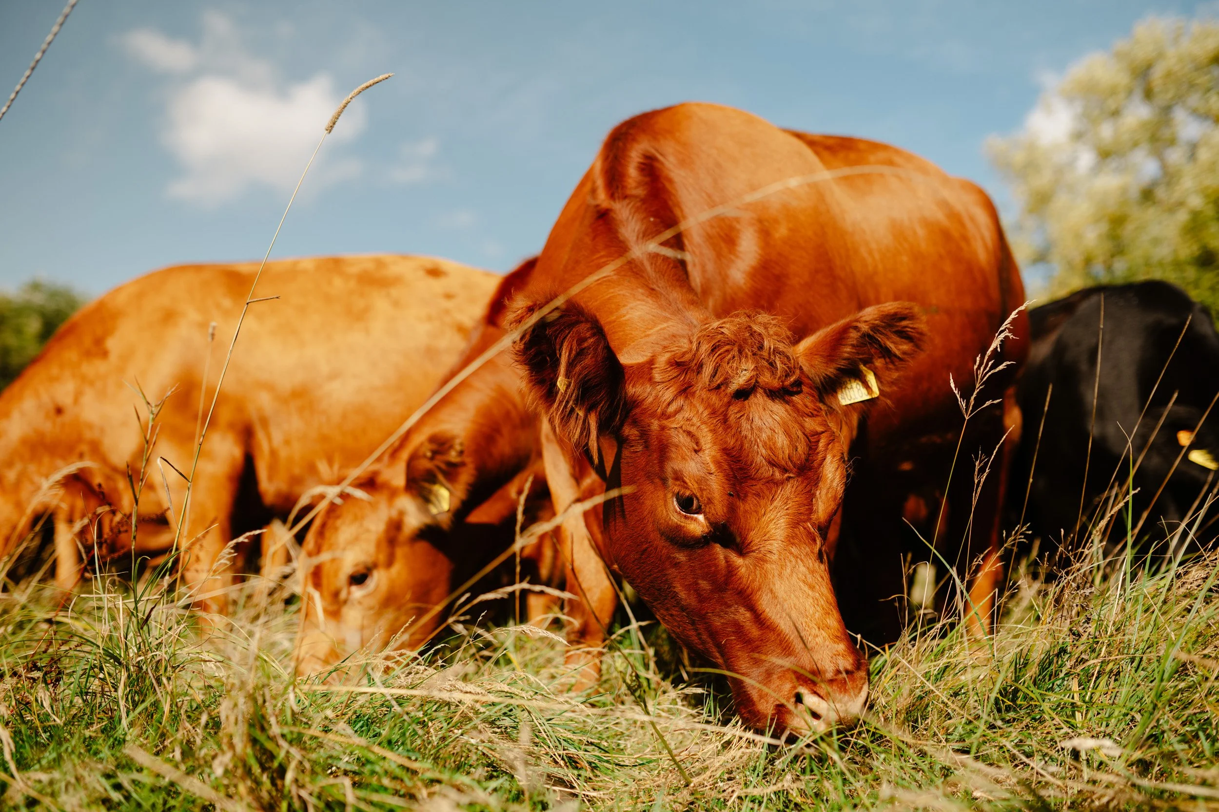 Coventry_Farm_Preview-ryanjohnstonco-28.jpg