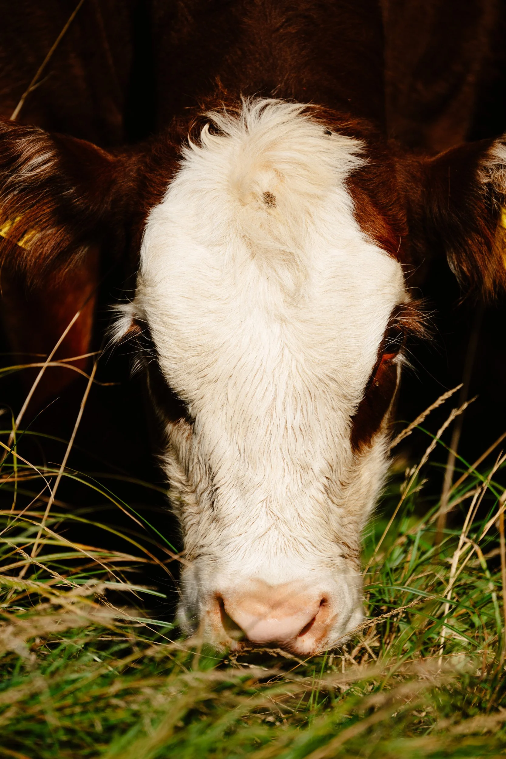 Coventry_Farm_Preview-ryanjohnstonco-11.jpg