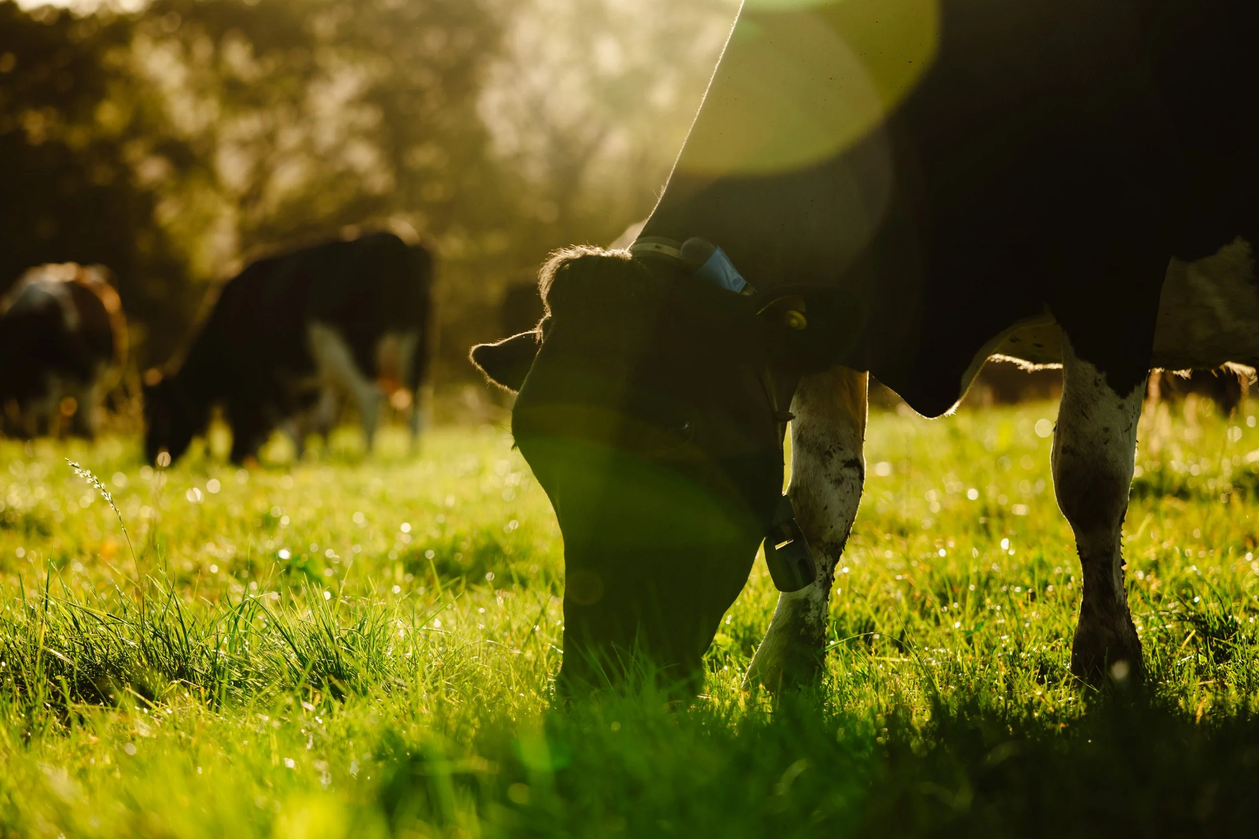 Wales_Farm_Preview-ryanjohnstonco-44.jpg
