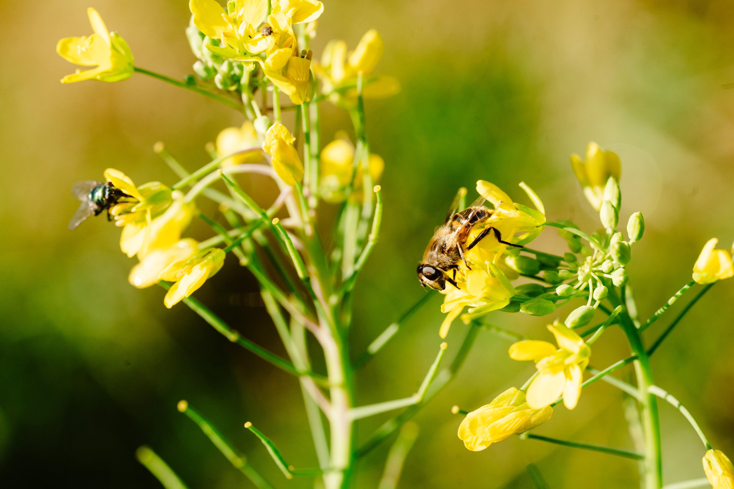 Wales_Farm_Preview-ryanjohnstonco-78.jpg