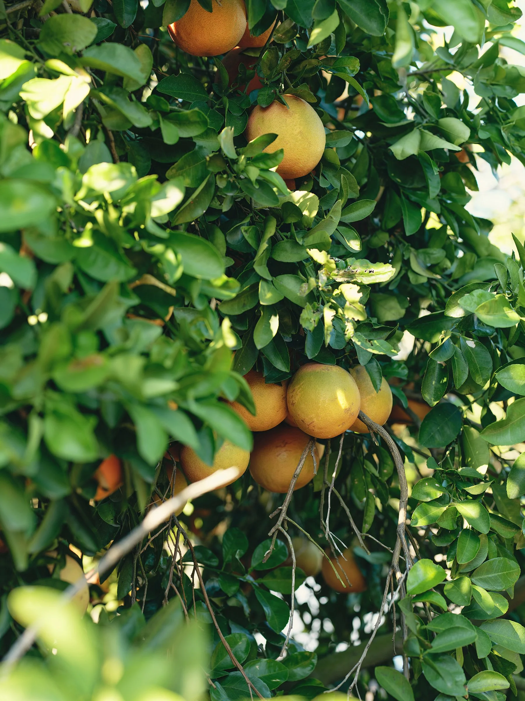HEB Texas Roots Citrus