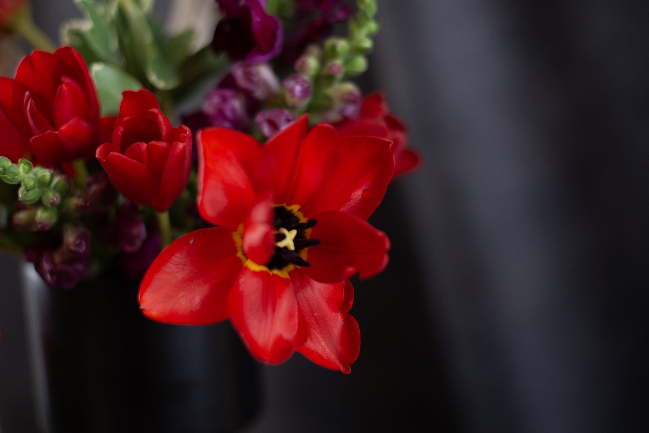 Welcome to The Lavish Leaf Journal: Blooms and Beyond