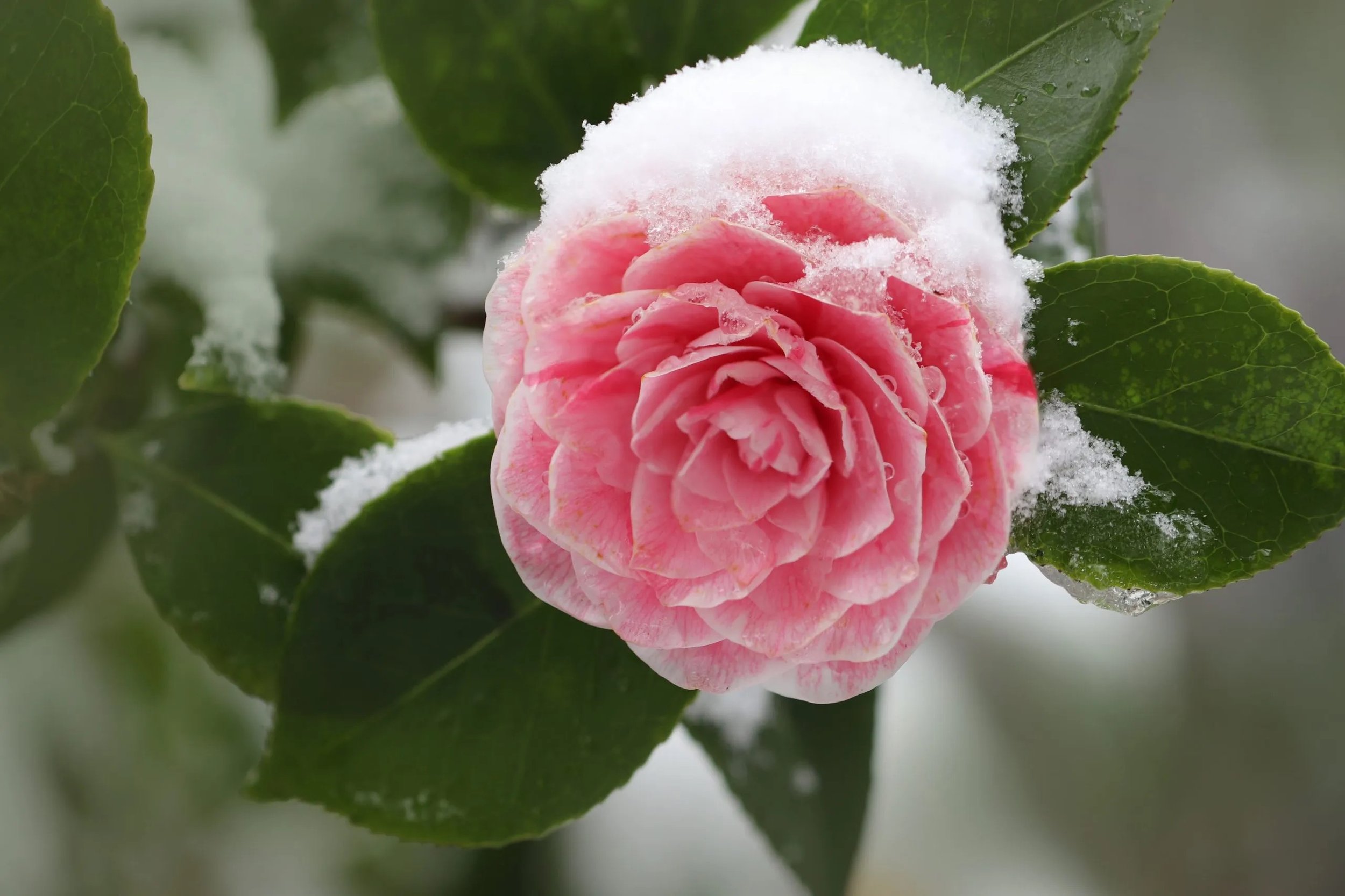 Embracing Winter Blooms: A Guide to Nature’s Cold- Weather Beauties