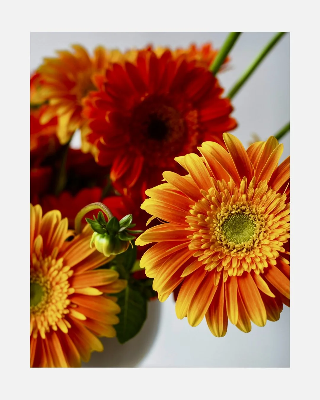 Close-up of vibrant orange and yellow gerbera daisies in a white vase with a blurred background.
