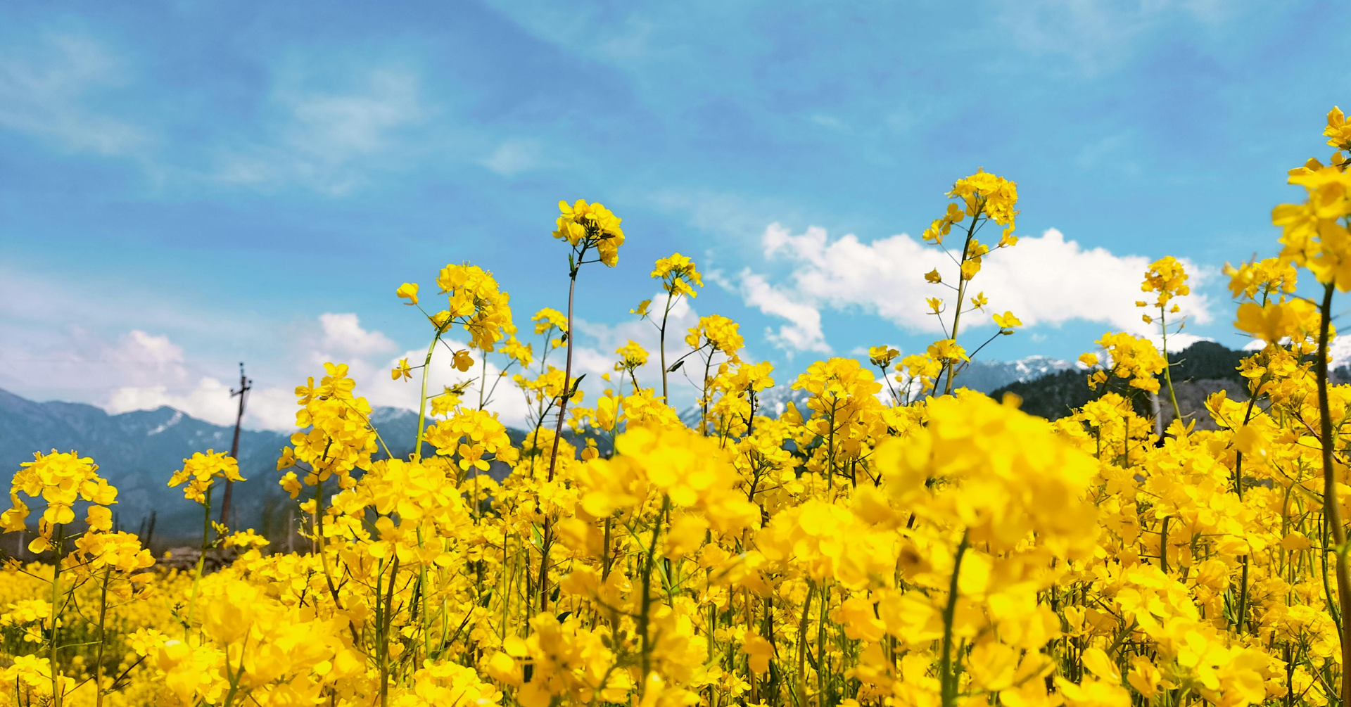 Spring Celebration Picnic
